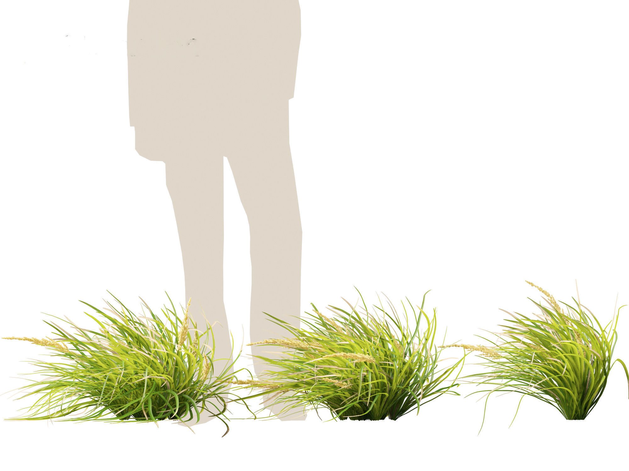 Lomandra longifolia - Spiny-head mat-rush  3D model_13