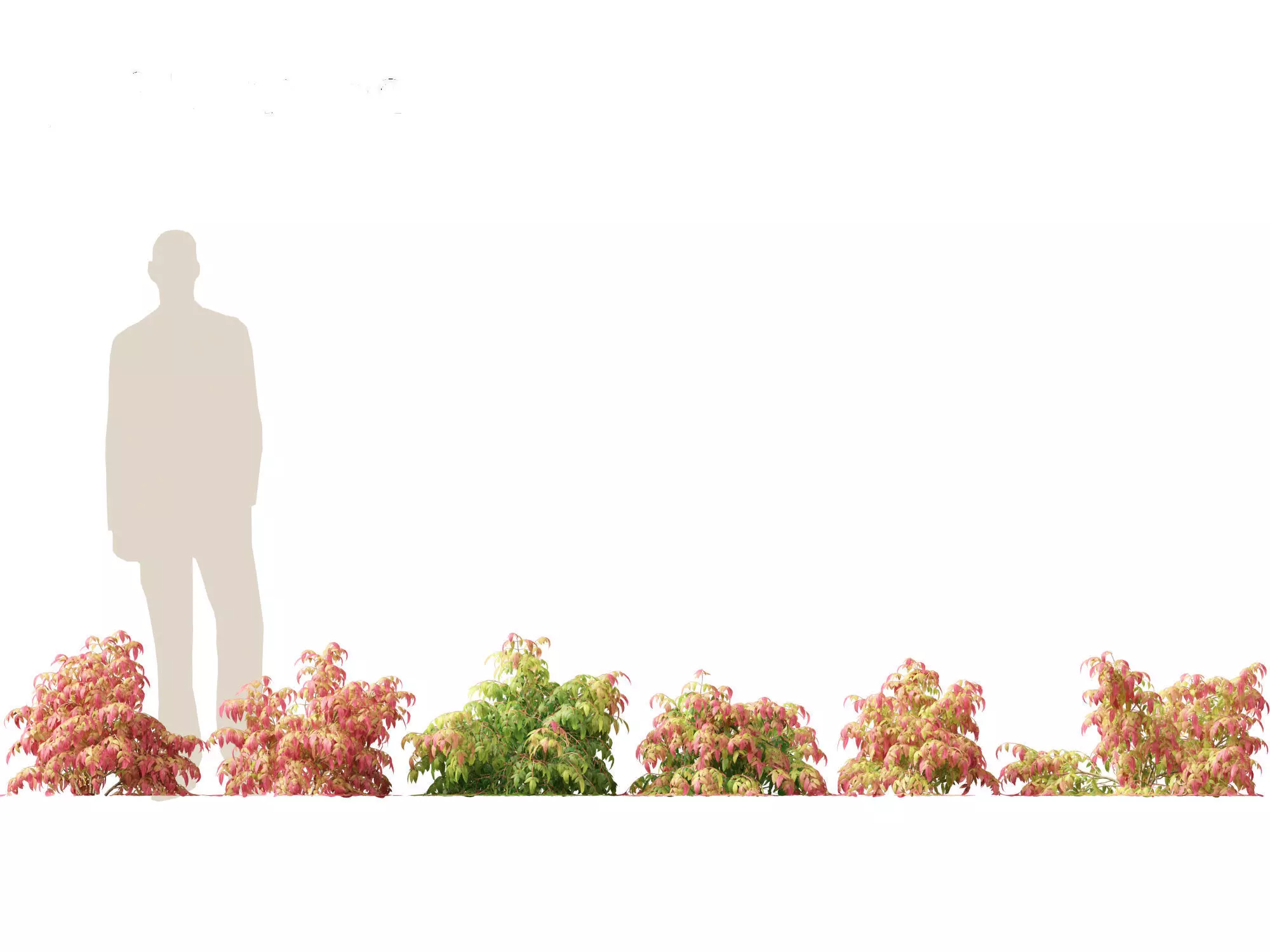 Nandina pygmaea - Dwarf sacred bamboo 01 3D model_0