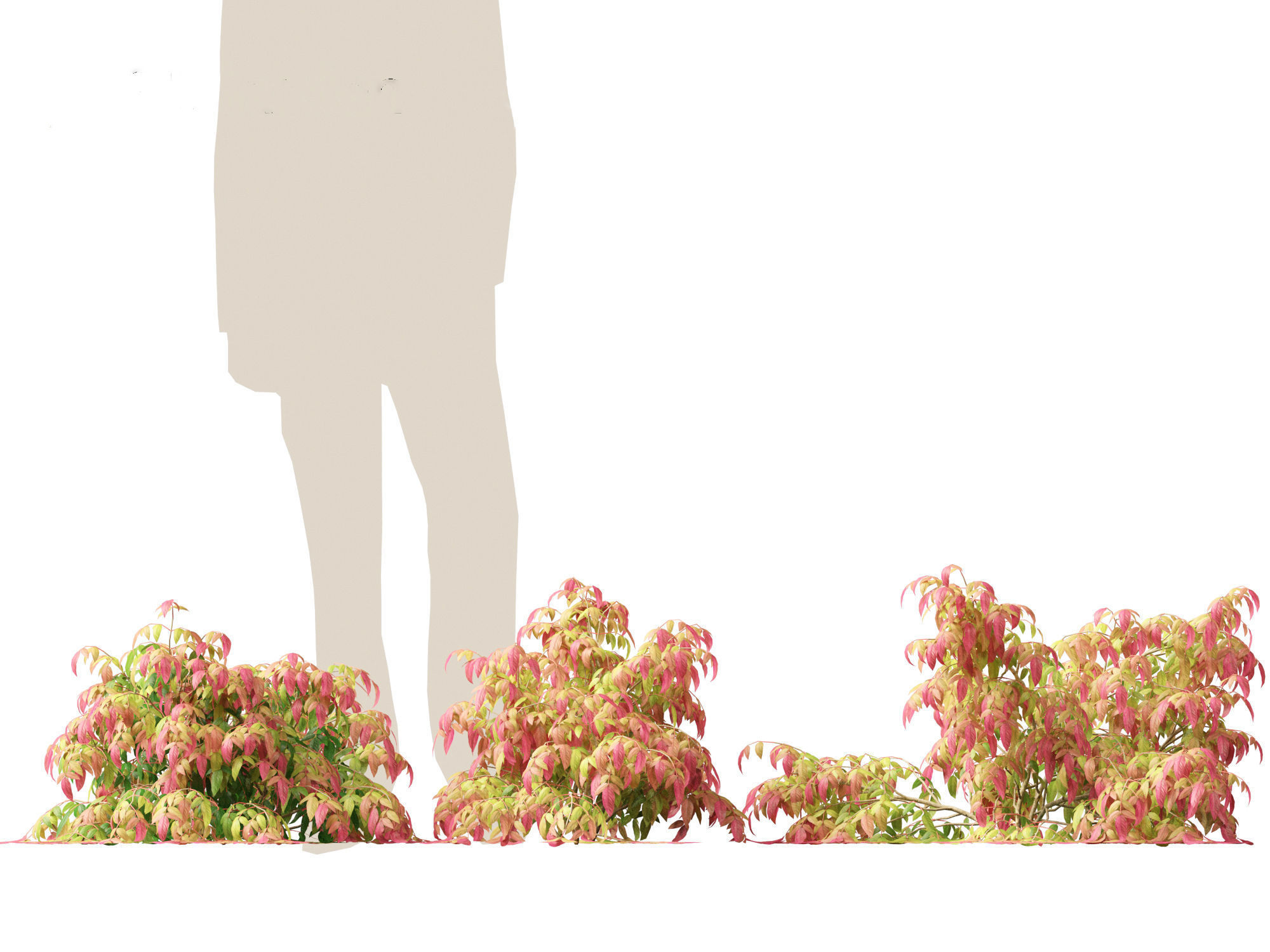 Nandina pygmaea - Dwarf sacred bamboo 01 3D model_4