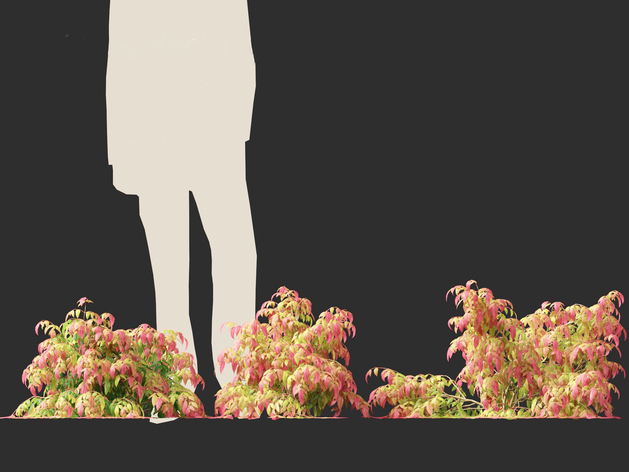 Nandina pygmaea - Dwarf sacred bamboo 01 3D model_5