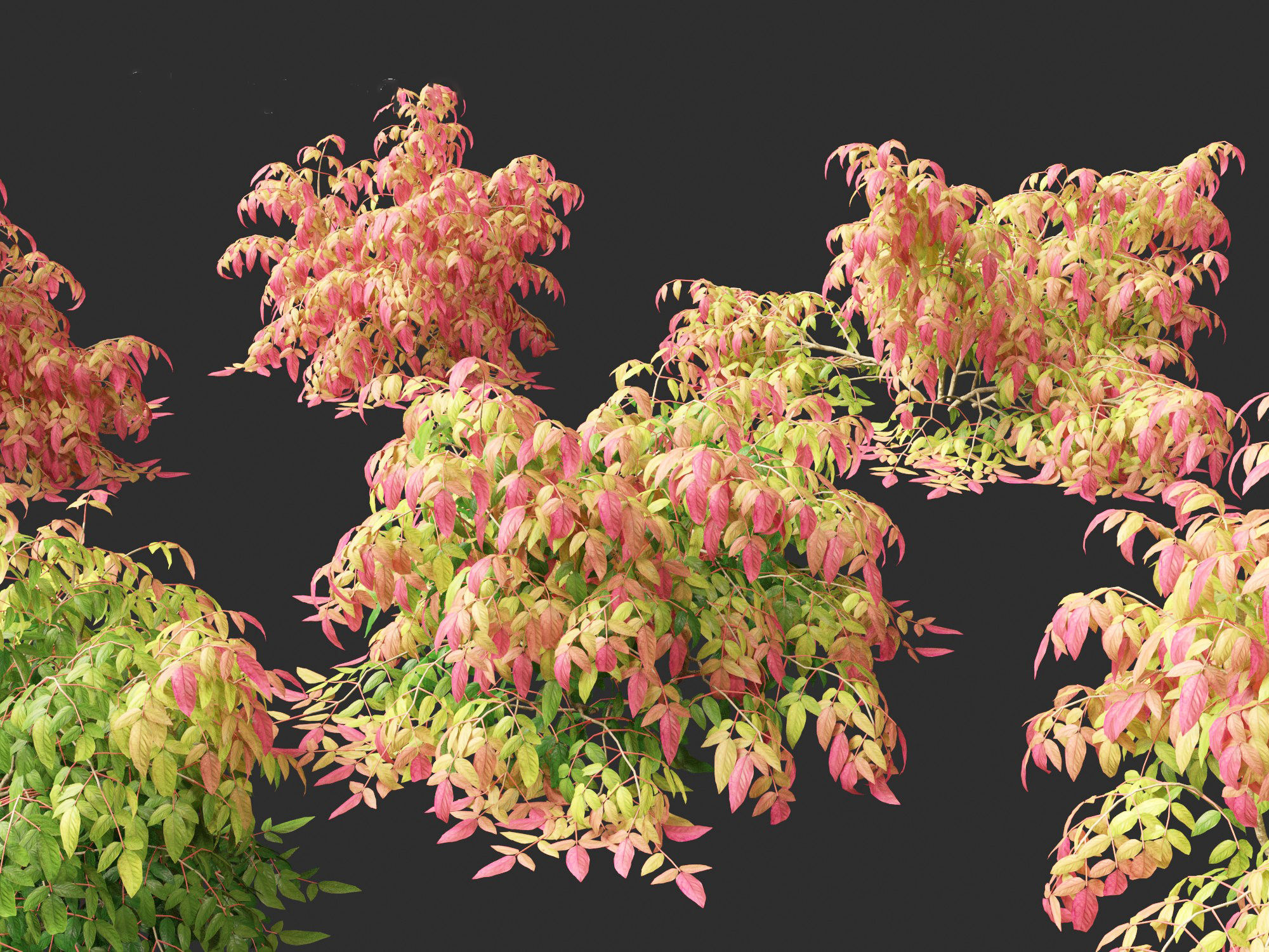 Nandina pygmaea - Dwarf sacred bamboo 01 3D model_7