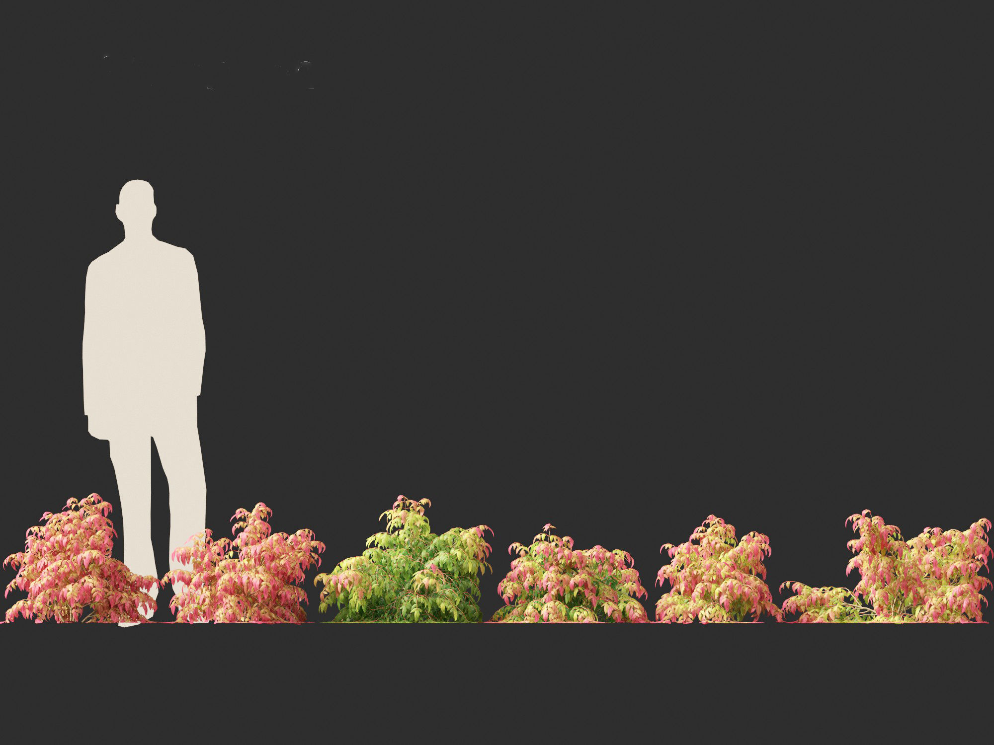 Nandina pygmaea - Dwarf sacred bamboo 01 3D model_1