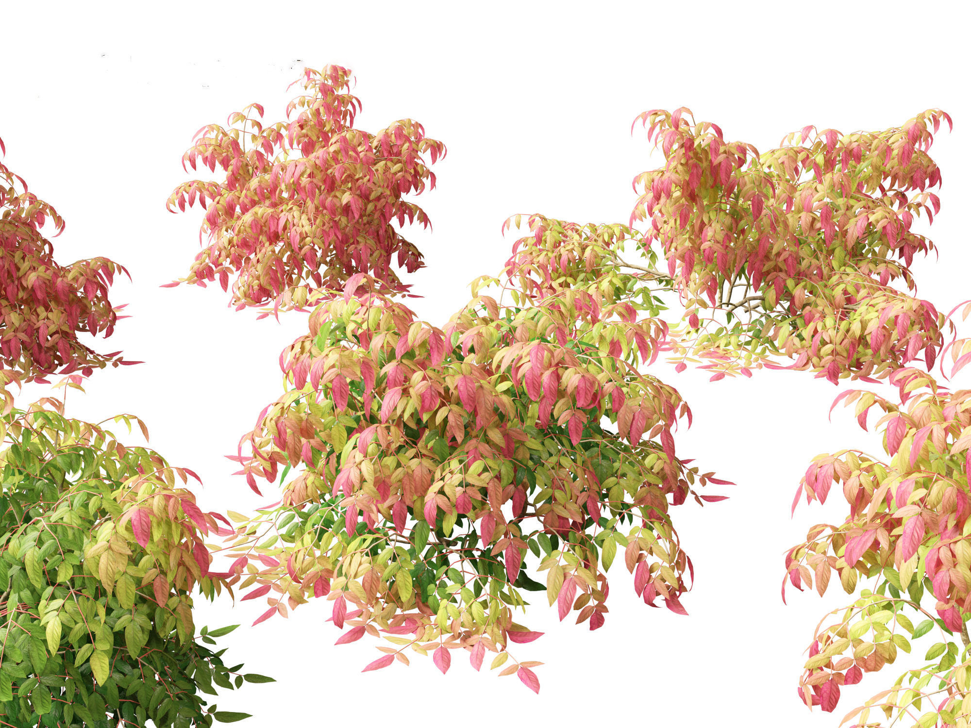 Nandina pygmaea - Dwarf sacred bamboo 01 3D model_6