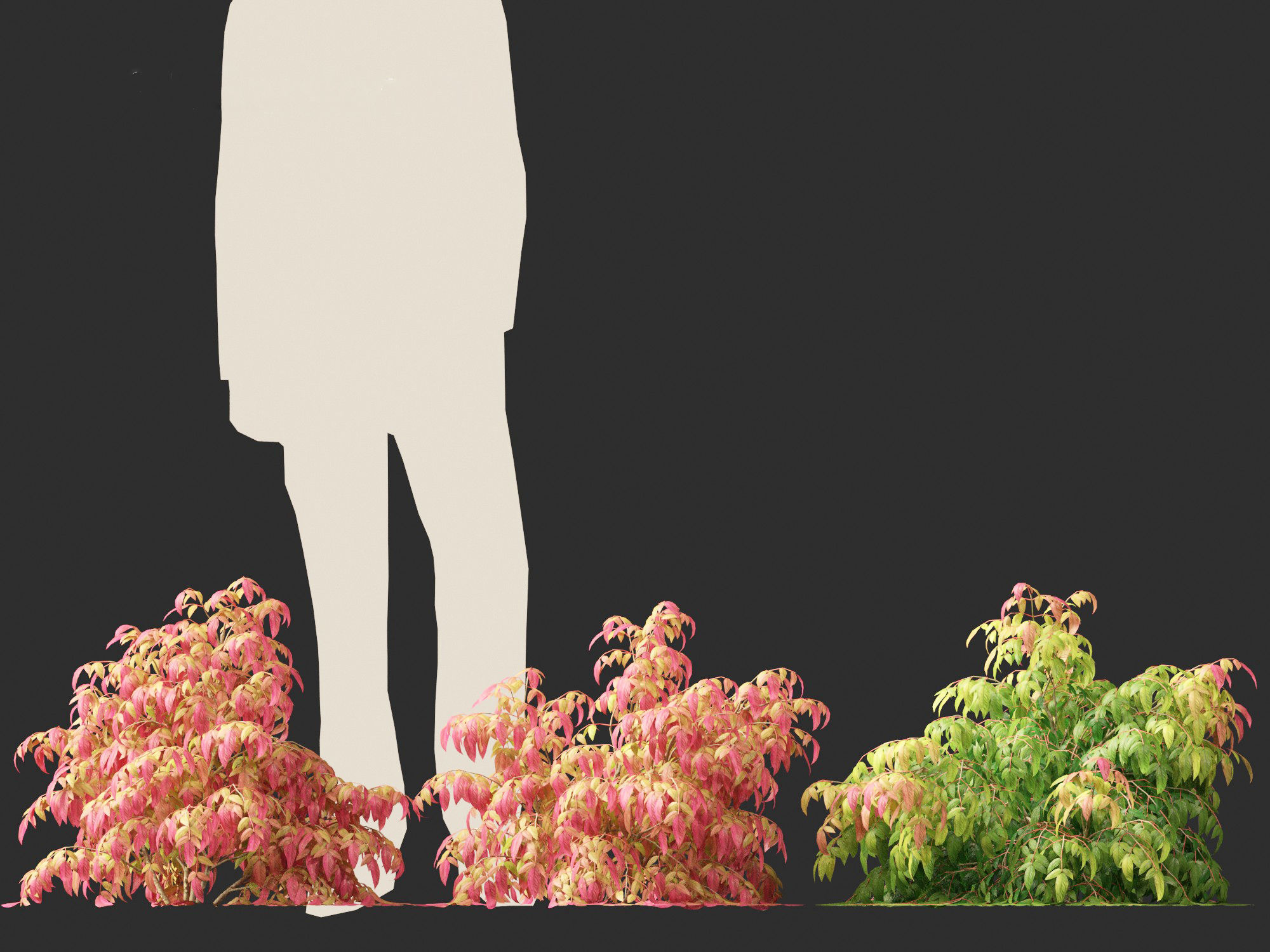 Nandina pygmaea - Dwarf sacred bamboo 01 3D model_3