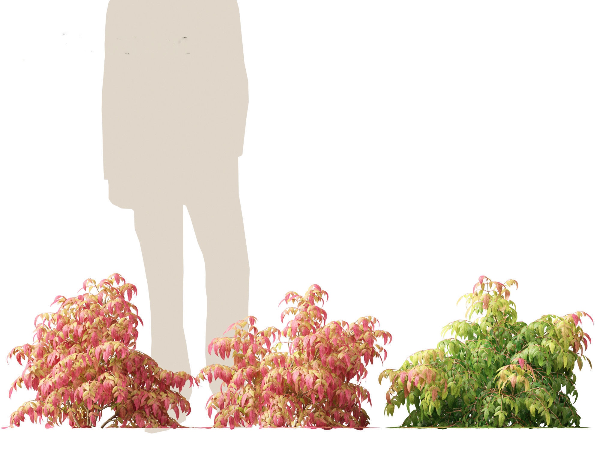 Nandina pygmaea - Dwarf sacred bamboo 01 3D model_2