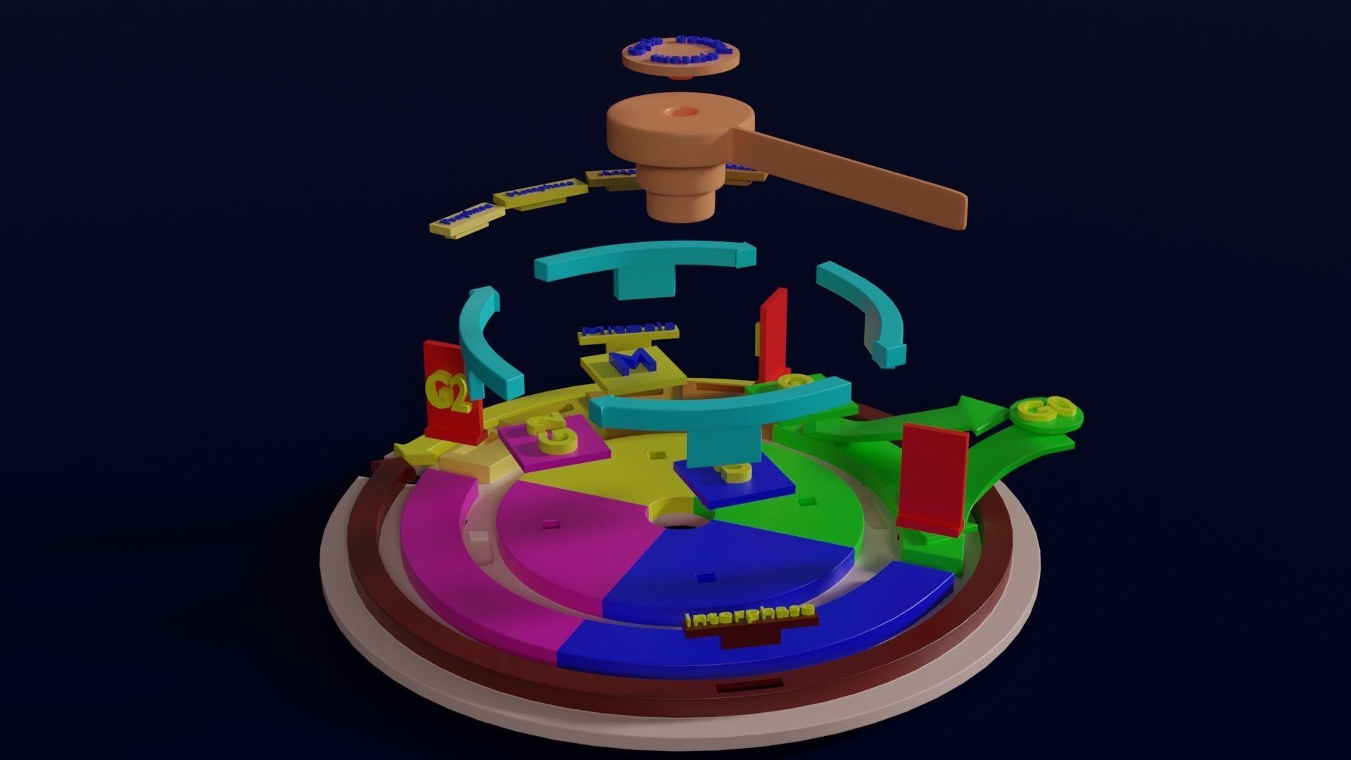 Cell Cycle phases stages and check points 3d print model 3D print model_26