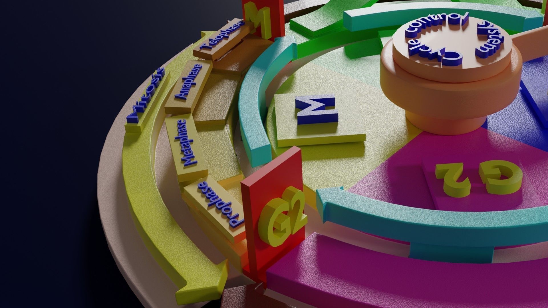 Cell Cycle phases stages and check points 3d print model 3D print model_21