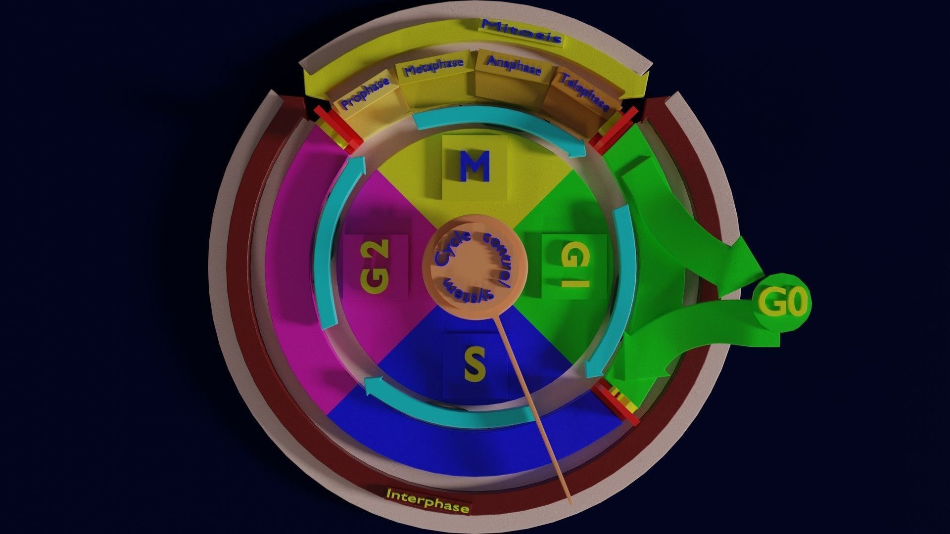 Cell Cycle phases stages and check points 3d print model 3D print model_9