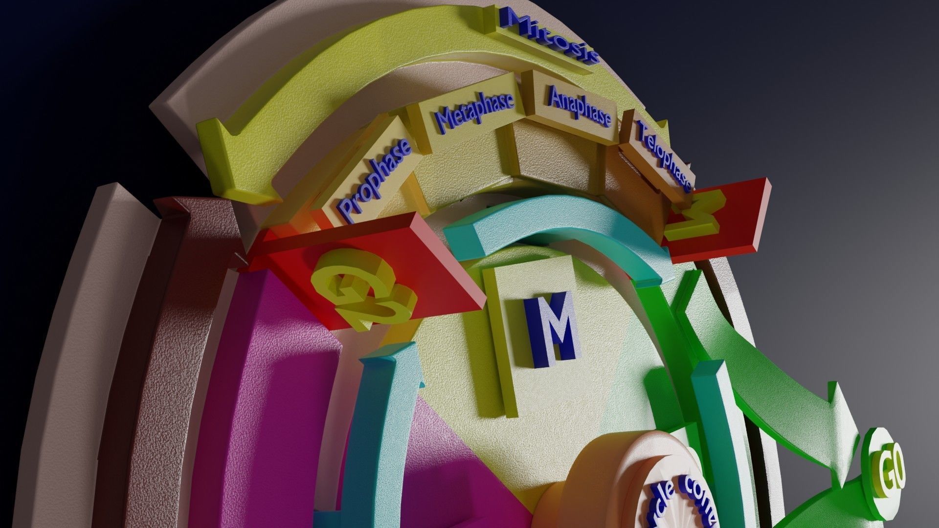 Cell Cycle phases stages and check points 3d print model 3D print model_15