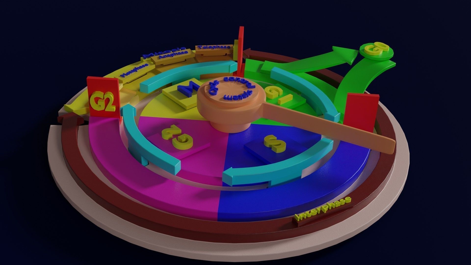 Cell Cycle phases stages and check points 3d print model 3D print model_4