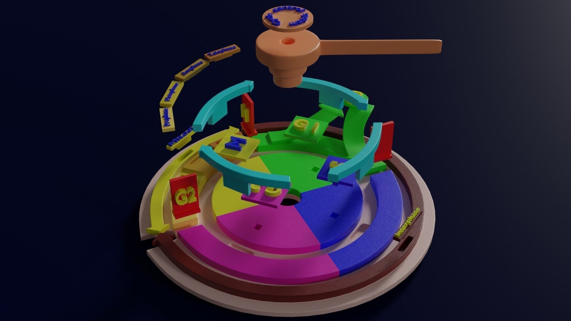Cell Cycle phases stages and check points 3d print model 3D print model_17