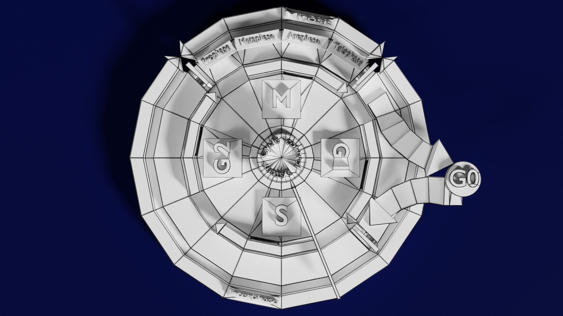 Cell Cycle phases stages and check points 3d print model 3D print model_65