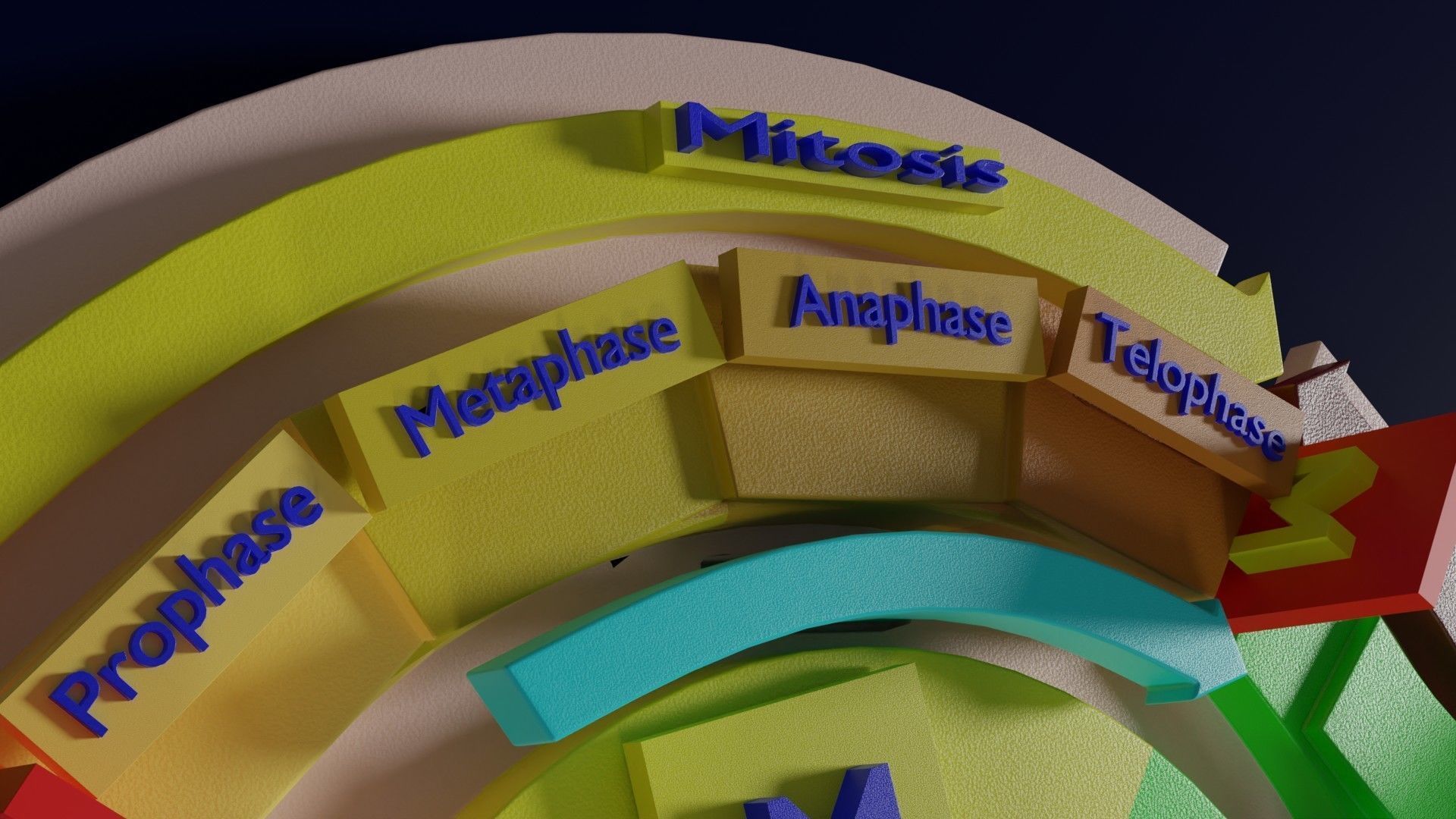 Cell Cycle phases stages and check points 3d print model 3D print model_7
