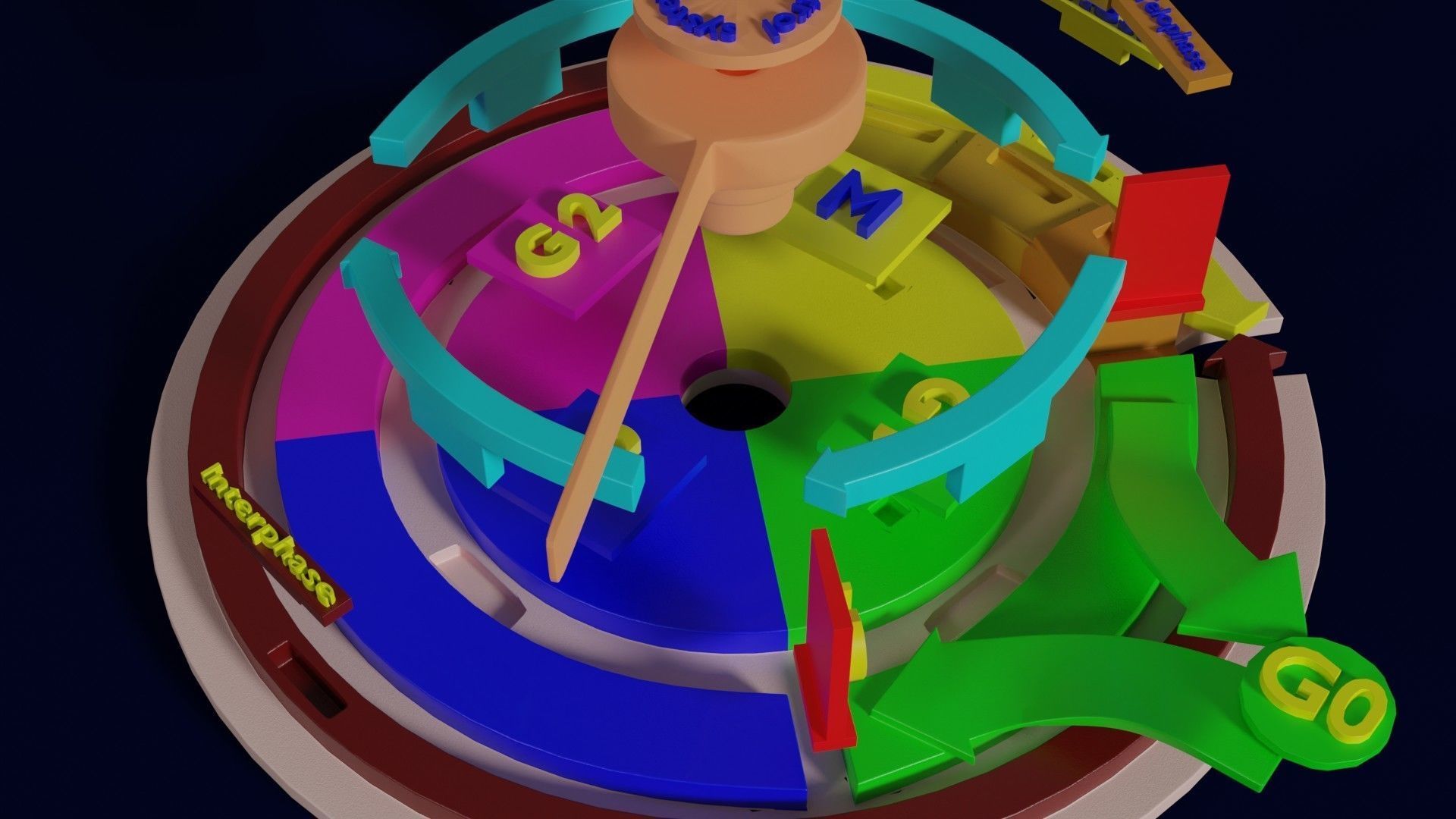 Cell Cycle phases stages and check points 3d print model 3D print model_34