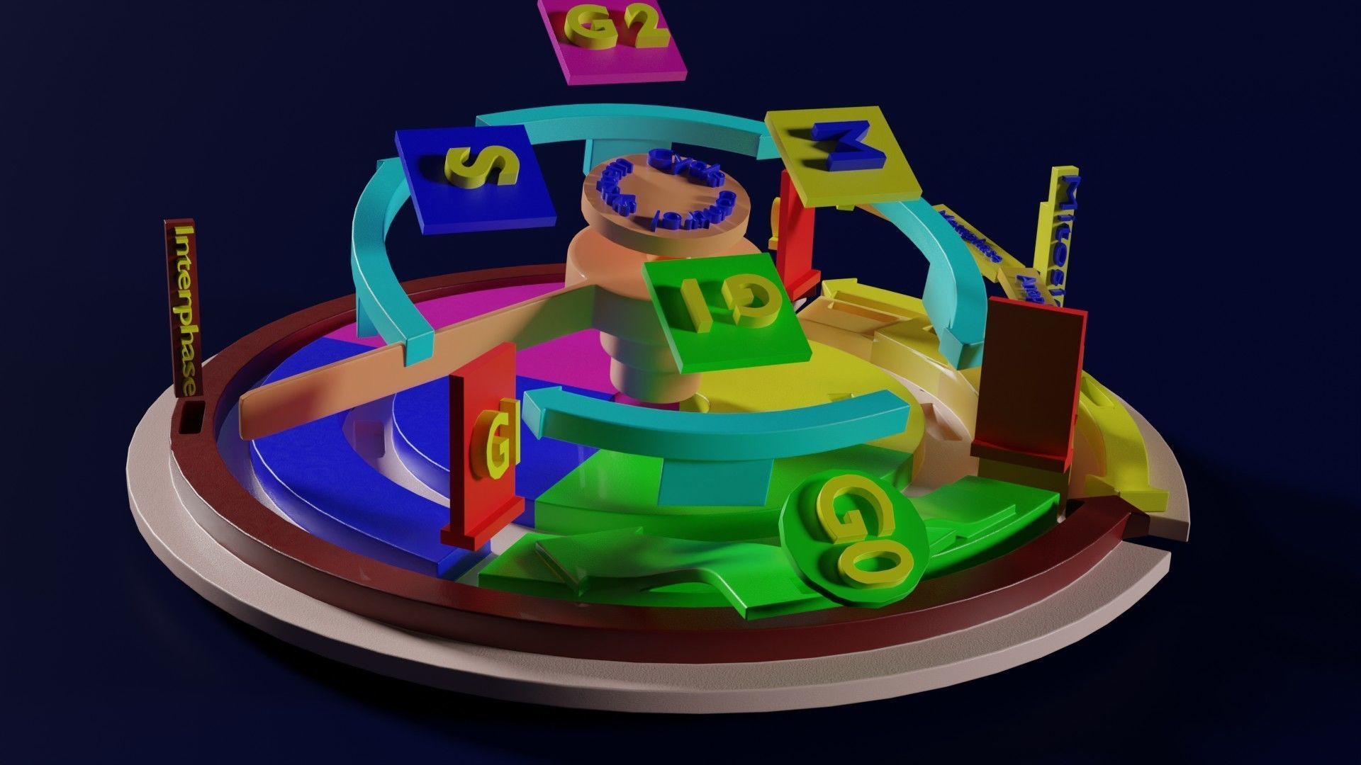 Cell Cycle phases stages and check points 3d print model 3D print model_41