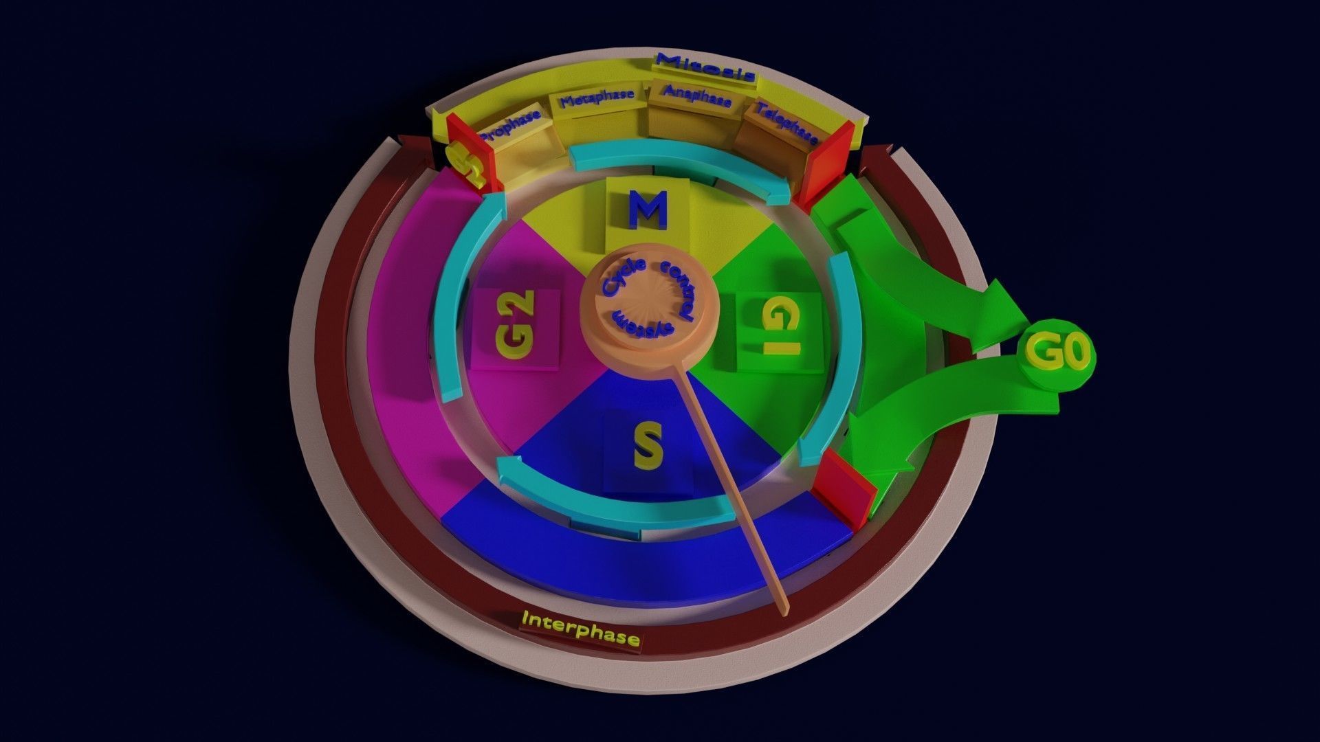Cell Cycle phases stages and check points 3d print model 3D print model_8