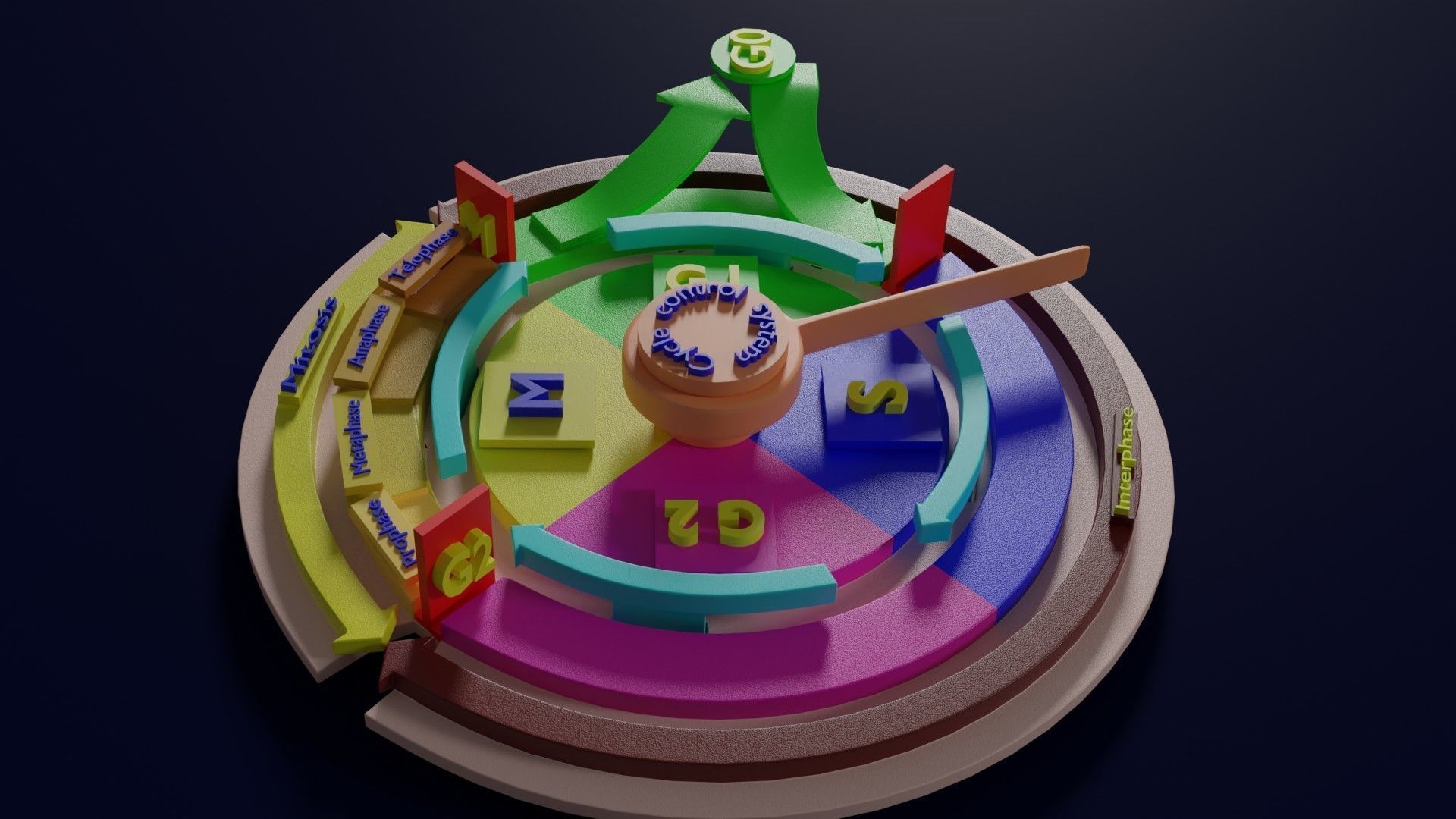 Cell Cycle phases stages and check points 3d print model 3D print model_3