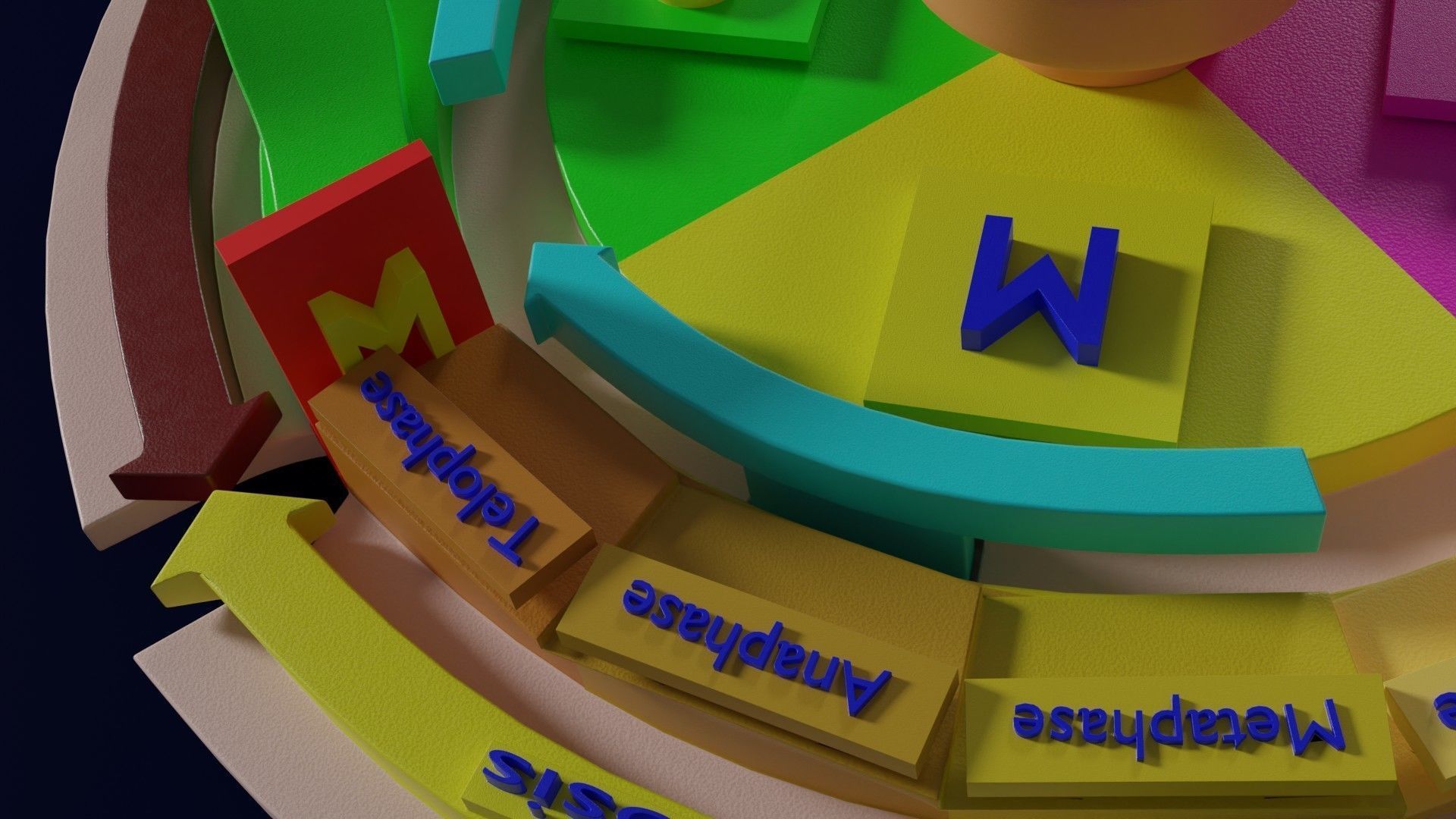 Cell Cycle phases stages and check points 3d print model 3D print model_6