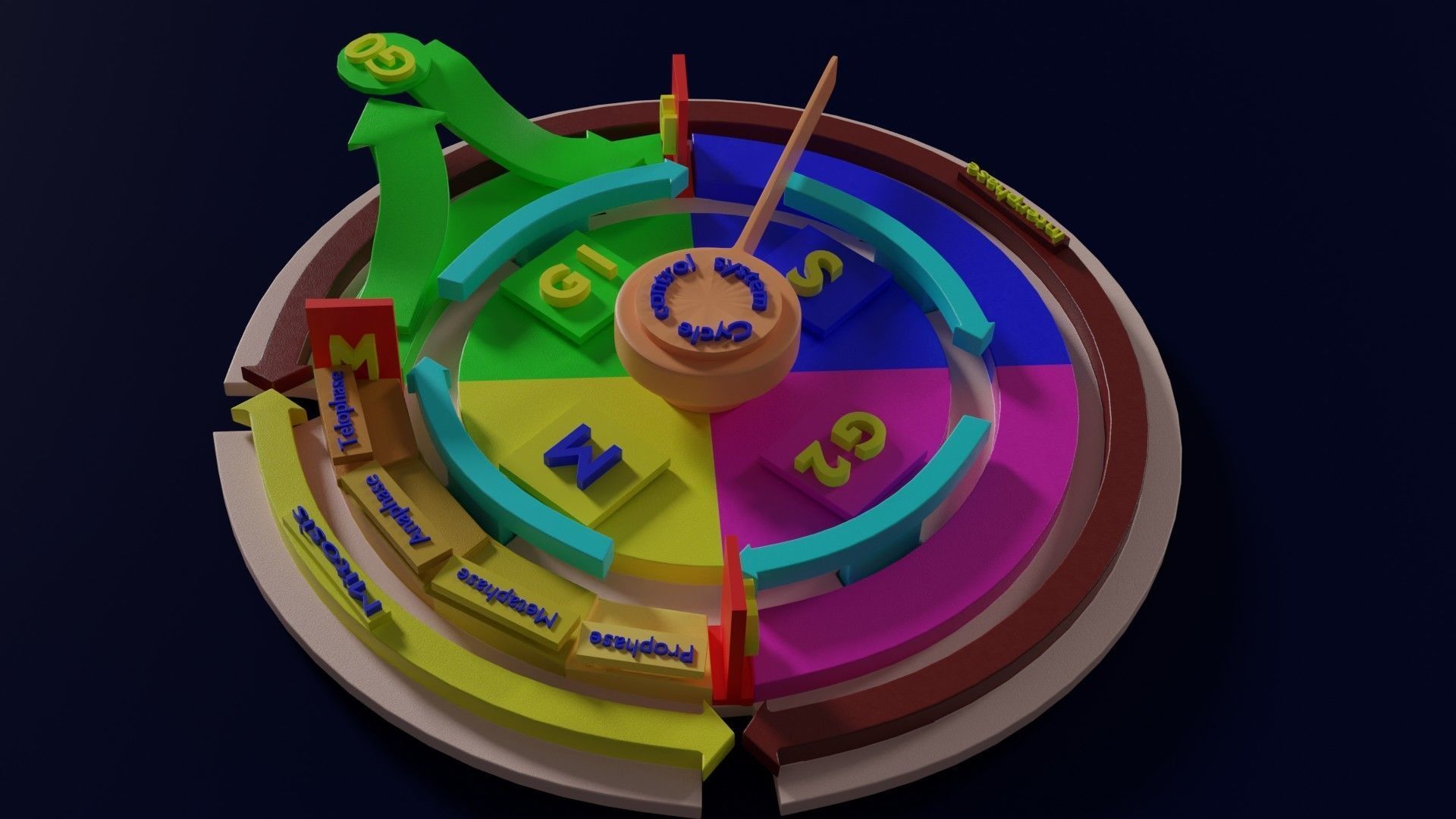 Cell Cycle phases stages and check points 3d print model 3D print model_1