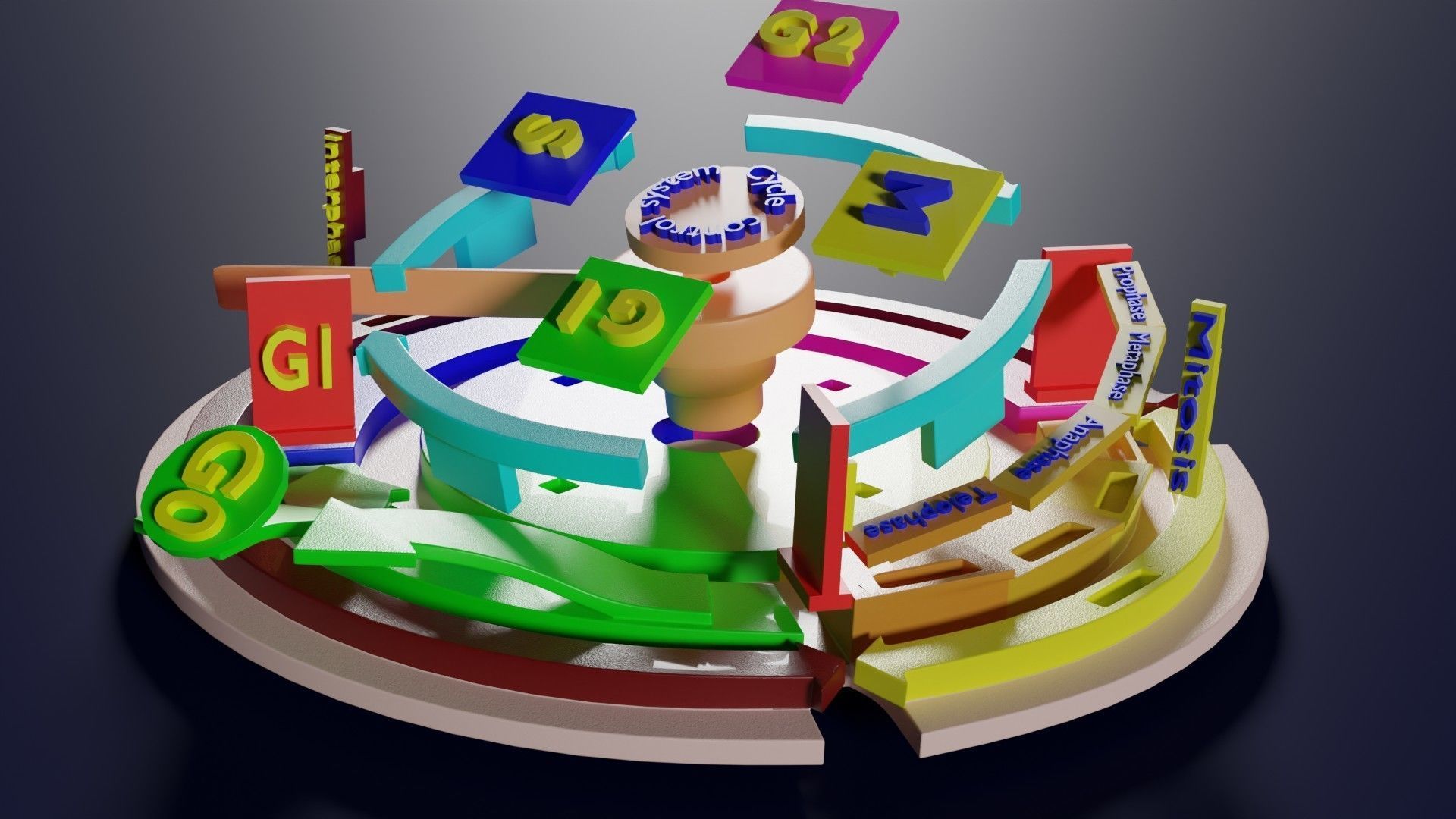 Cell Cycle phases stages and check points 3d print model 3D print model_54