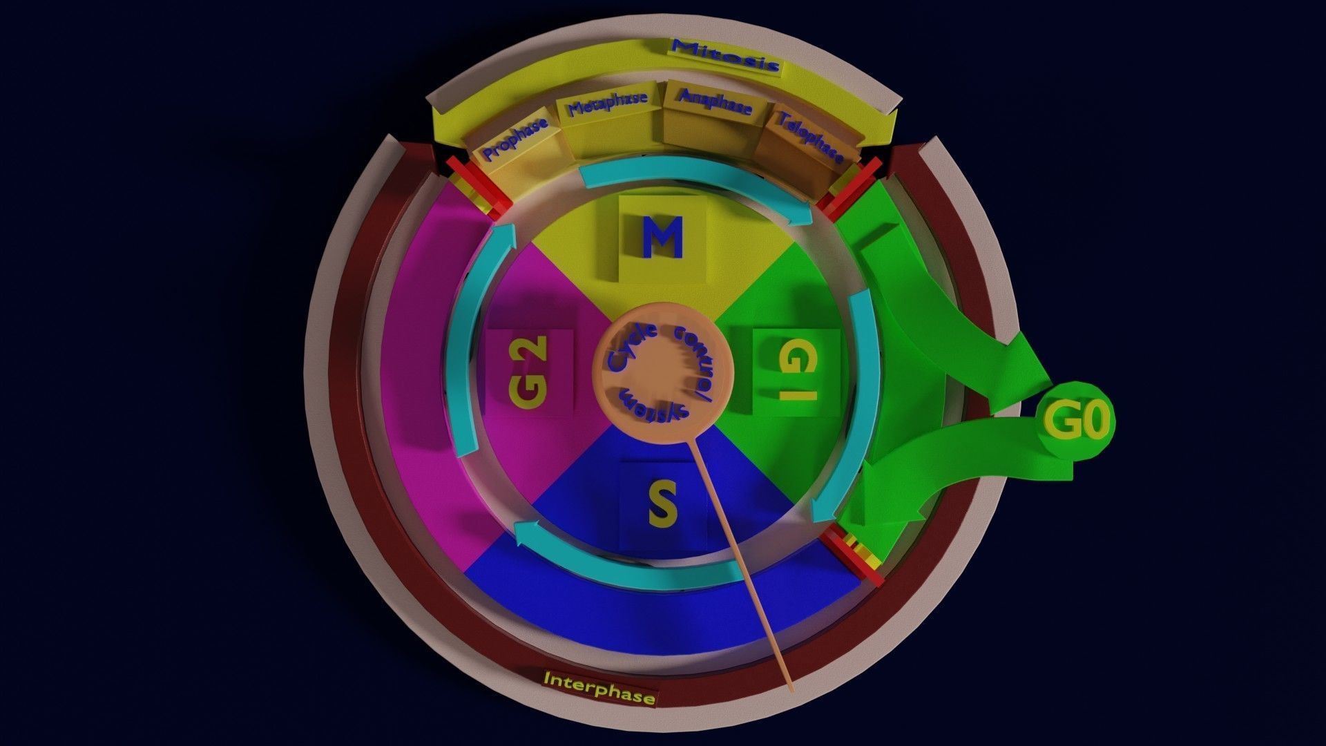 Cell Cycle phases stages and check points 3d print model 3D print model_42