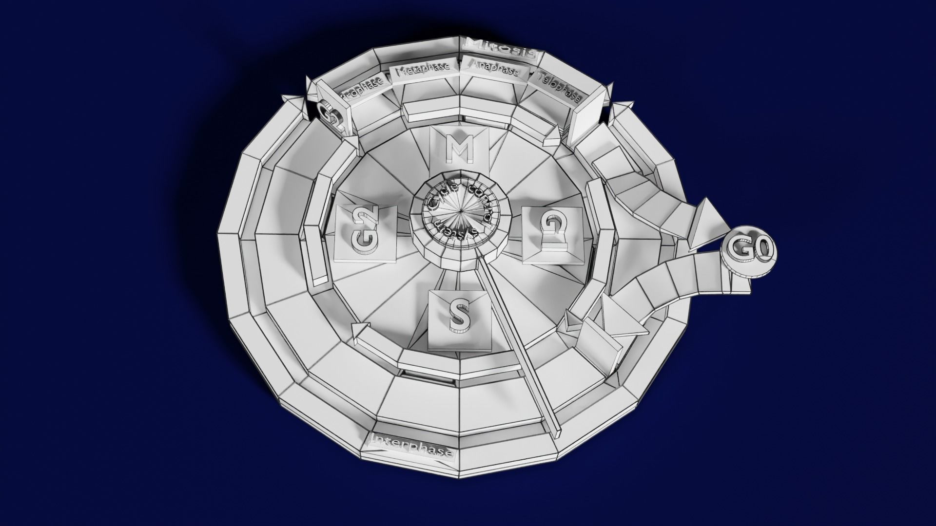 Cell Cycle phases stages and check points 3d print model 3D print model_61