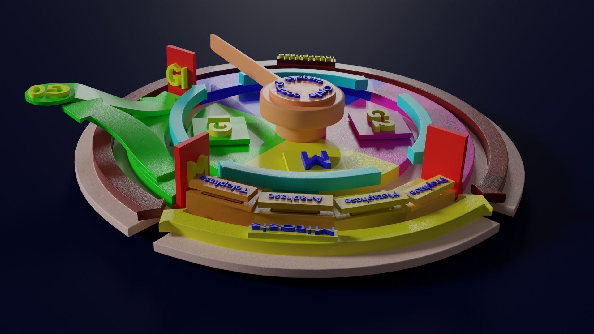 Cell Cycle phases stages and check points 3d print model 3D print model_35