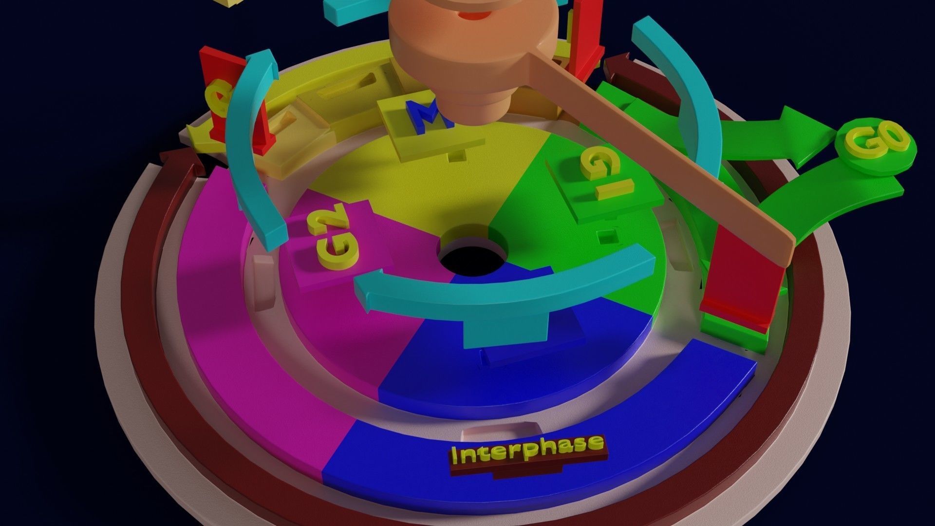 Cell Cycle phases stages and check points 3d print model 3D print model_31