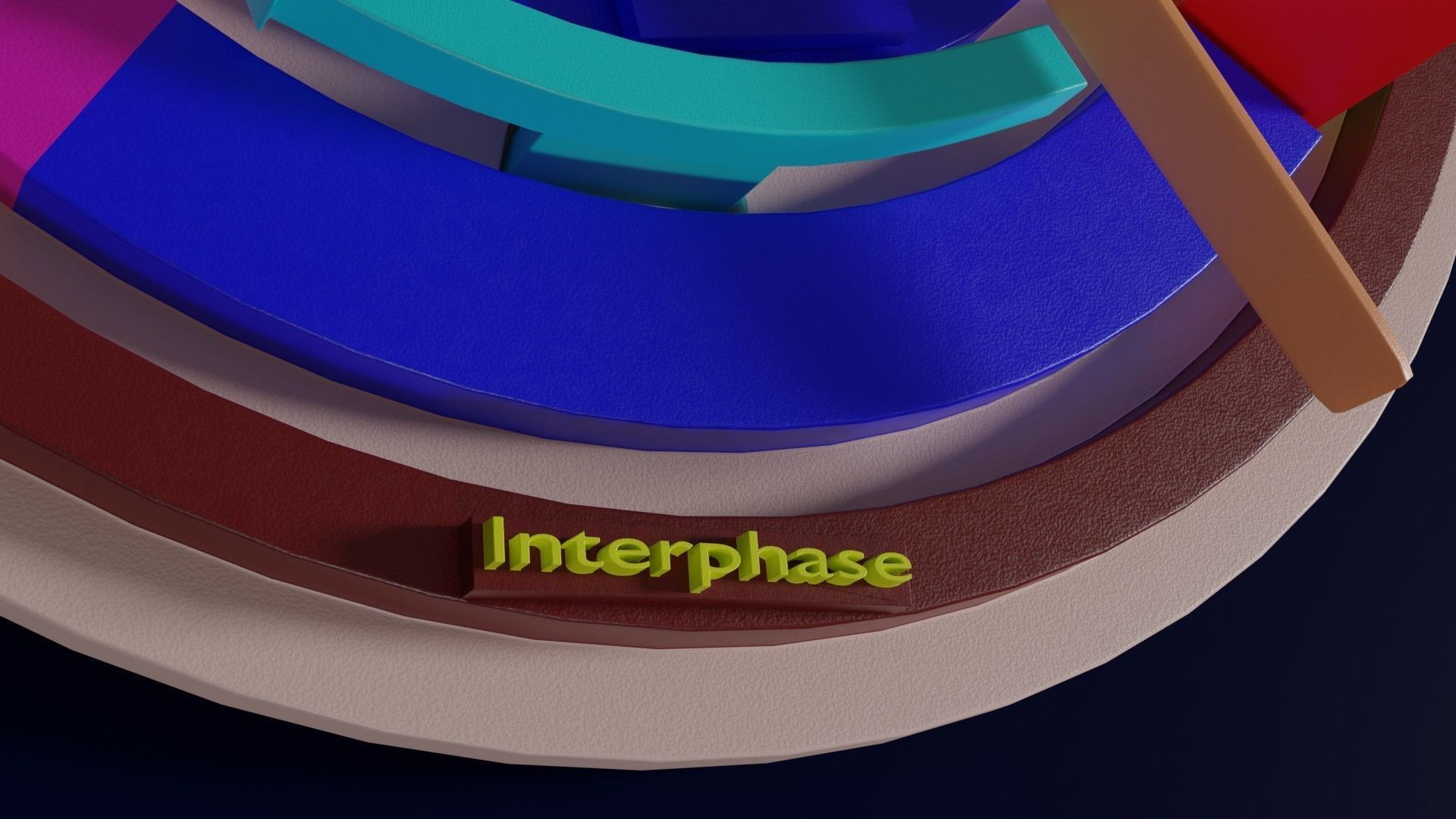 Cell Cycle phases stages and check points 3d print model 3D print model_20