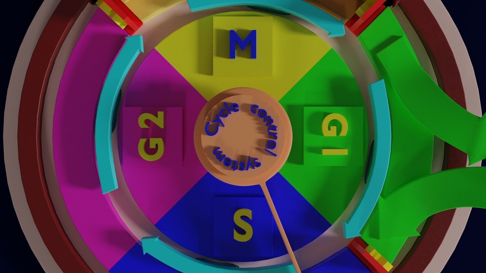 Cell Cycle phases stages and check points 3d print model 3D print model_10