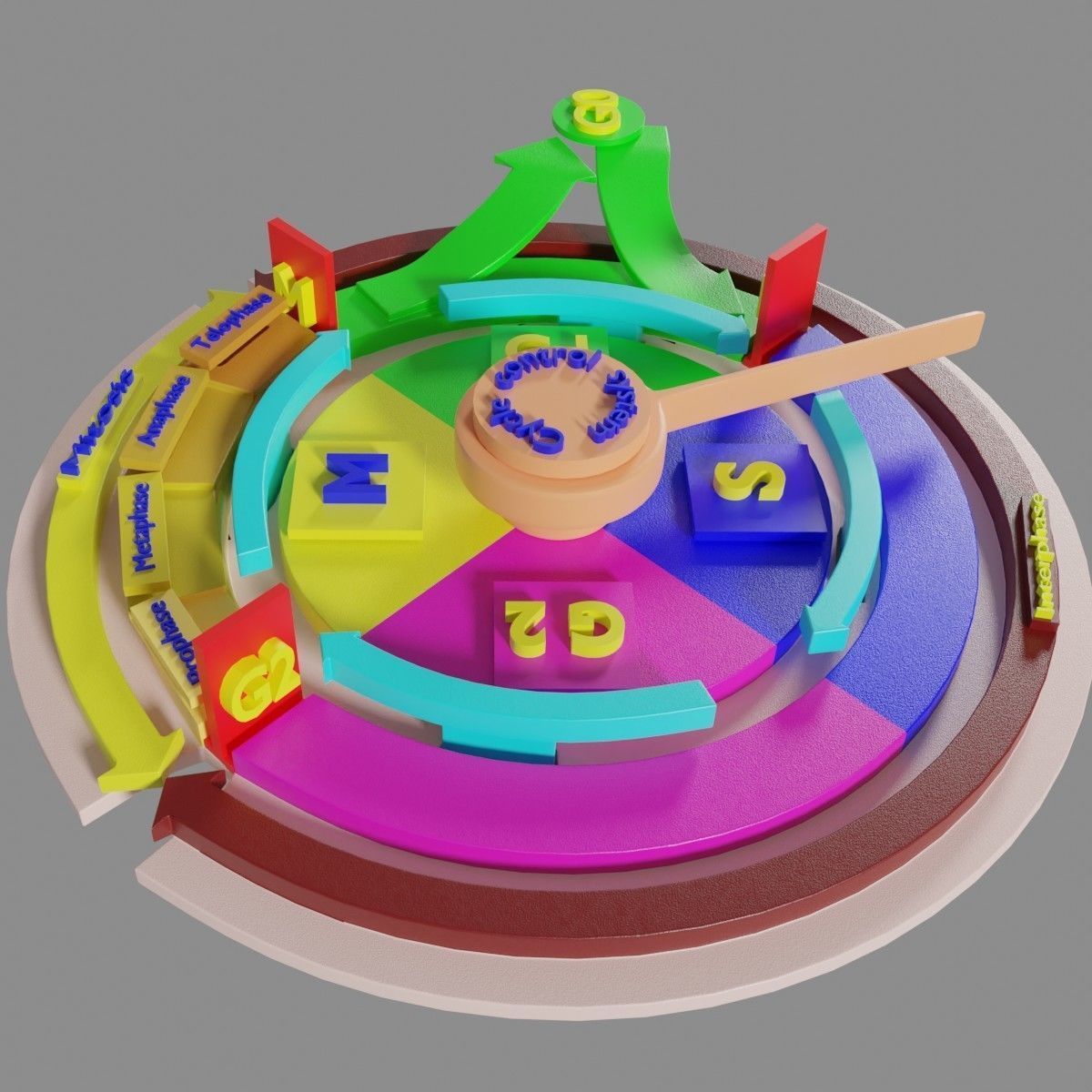 Cell Cycle phases stages and check points 3d print model 3D print model_53
