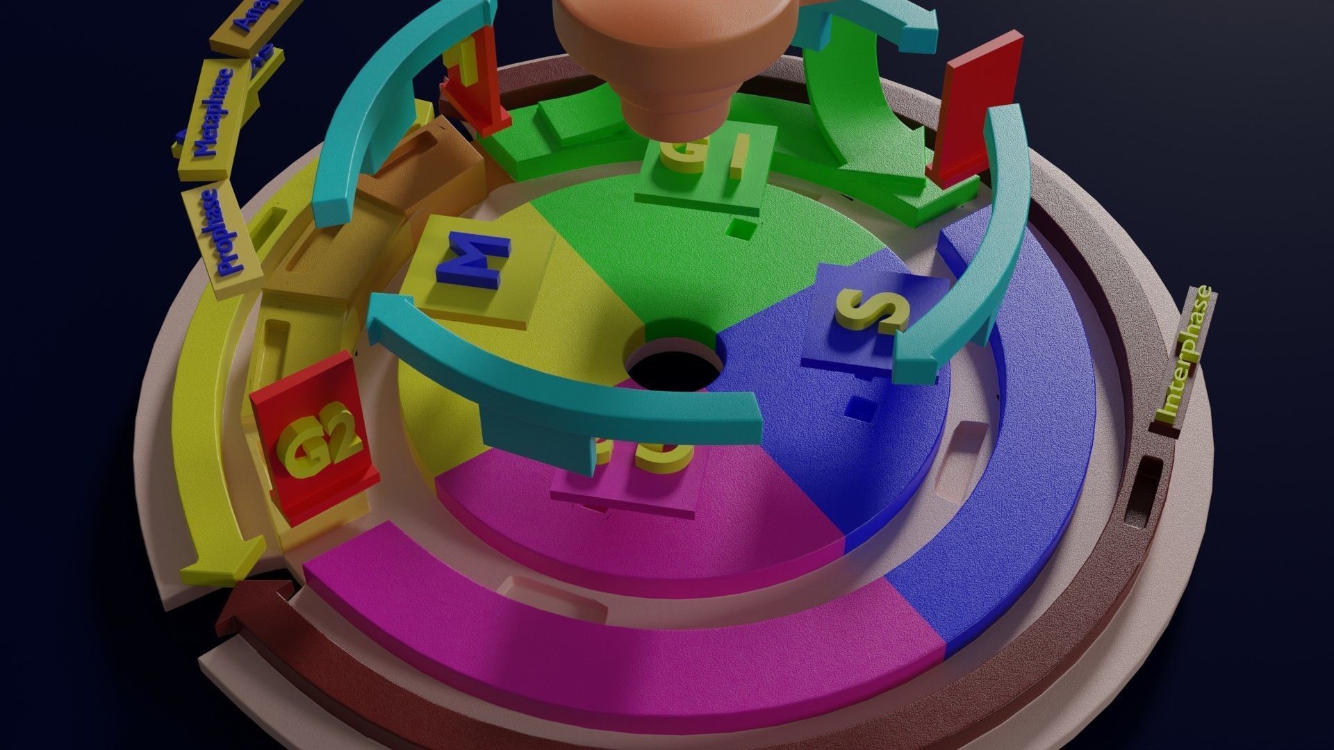 Cell Cycle phases stages and check points 3d print model 3D print model_28