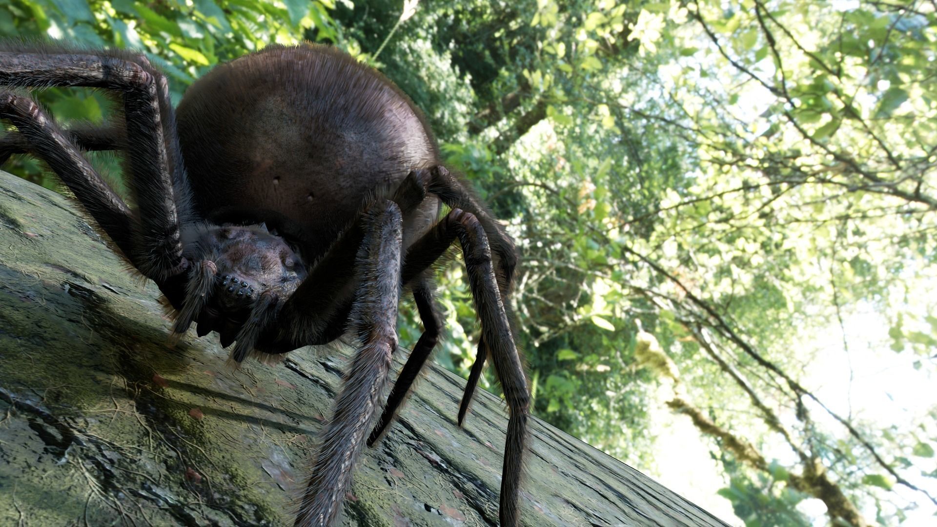 Spider Black Widow Low-poly 3D model_2