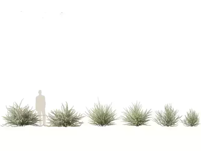 Philotheca Myoporoides Ruby Cascade - Wax Flower