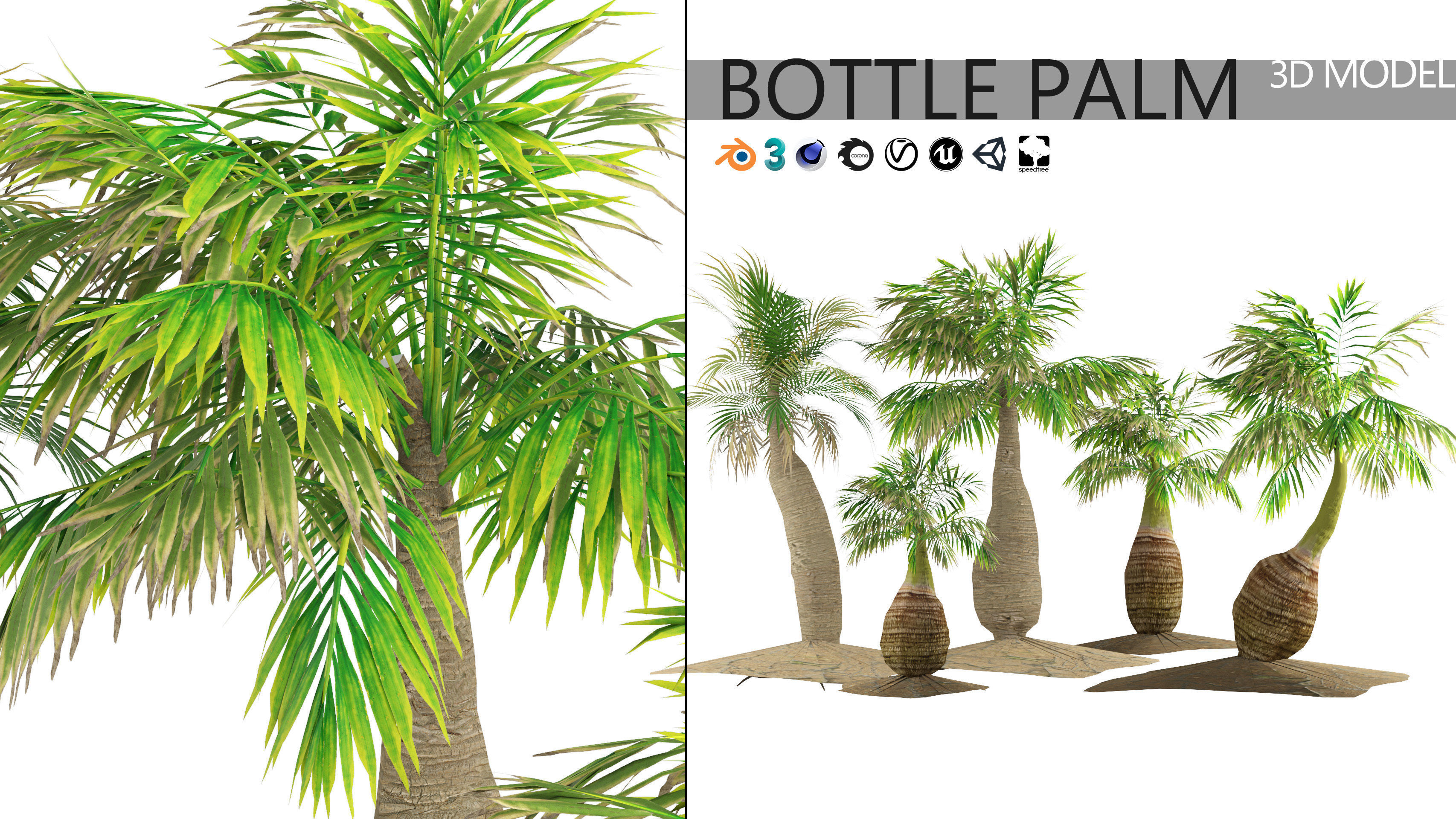 bottle palm trees 3d model Low-poly 3D model_10