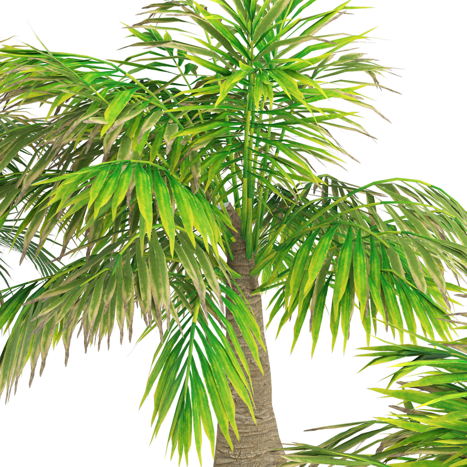 bottle palm trees 3d model Low-poly 3D model_2