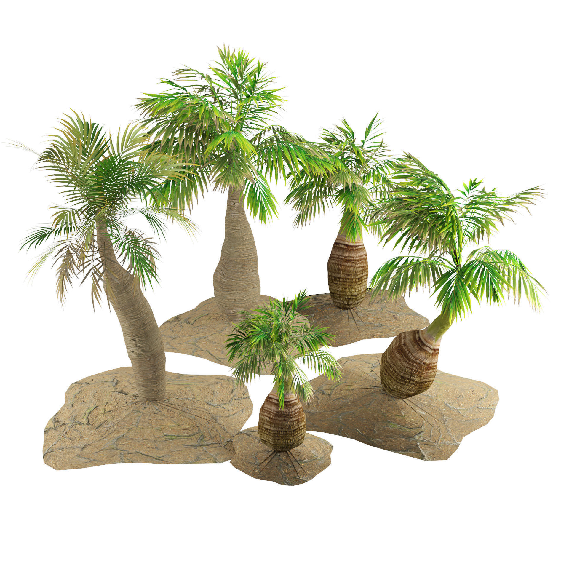 bottle palm trees 3d model Low-poly 3D model_3