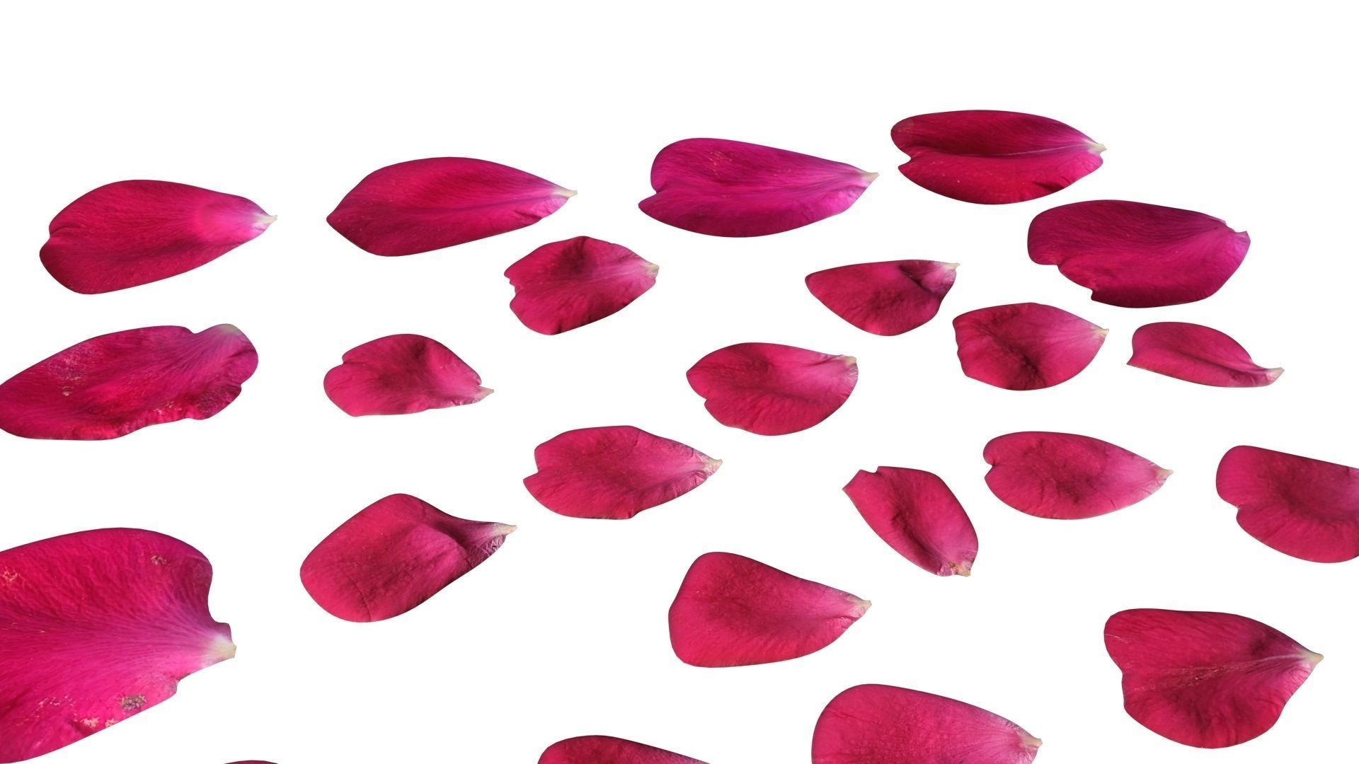 Rose Petals 3D model_14