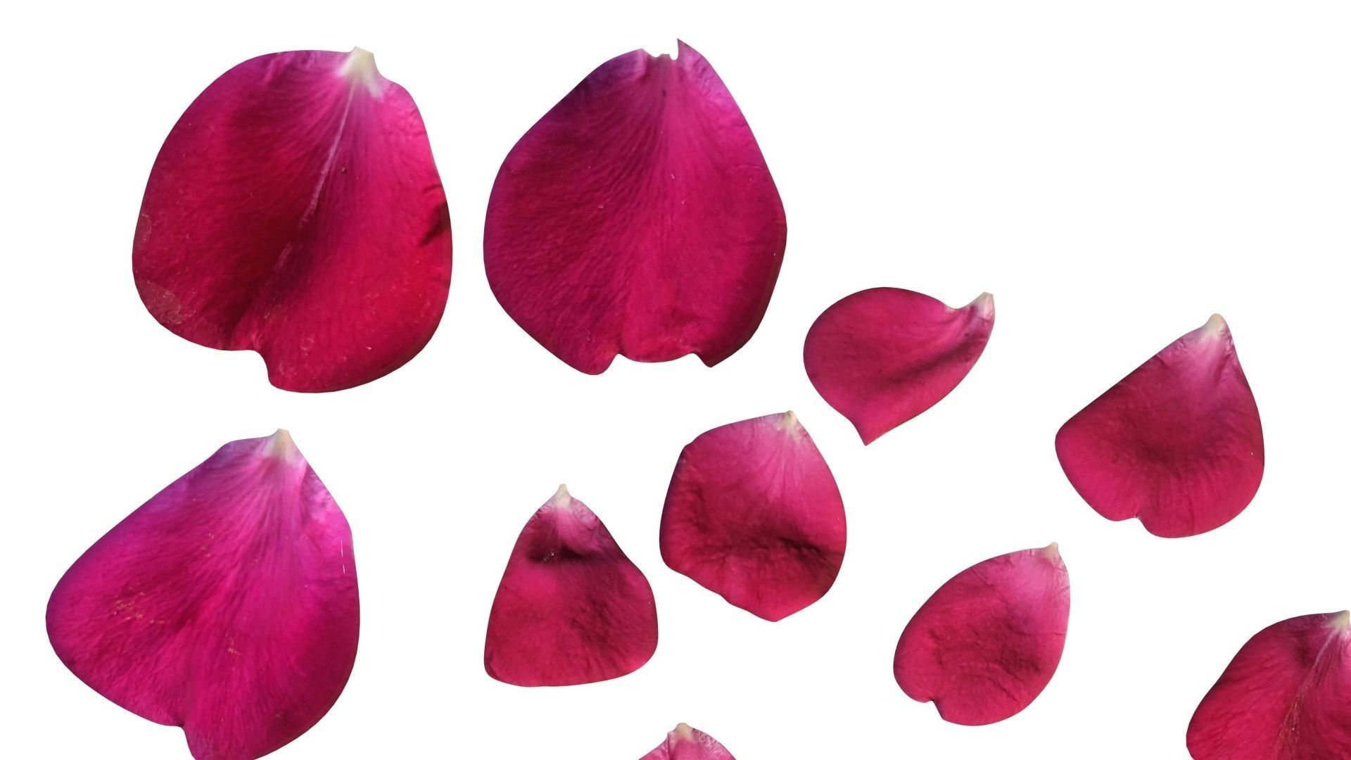 Rose Petals 3D model_7