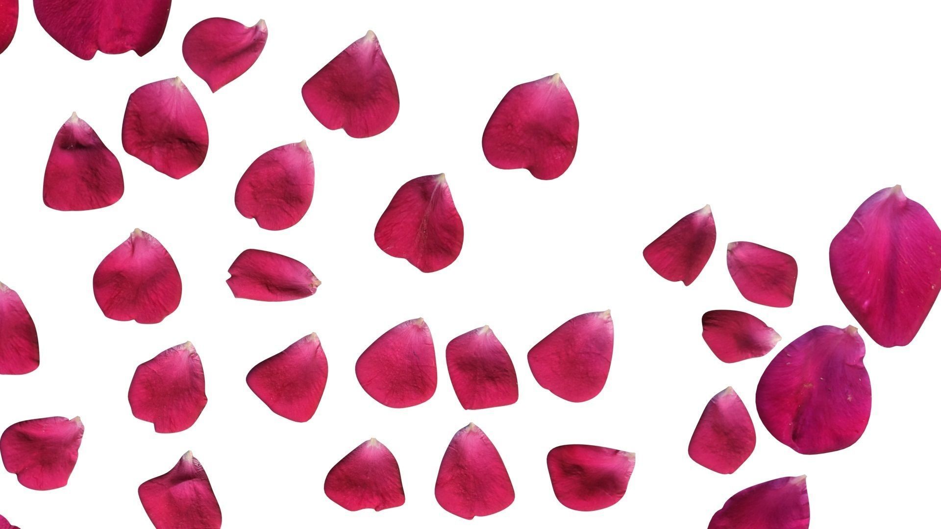 Rose Petals 3D model_8