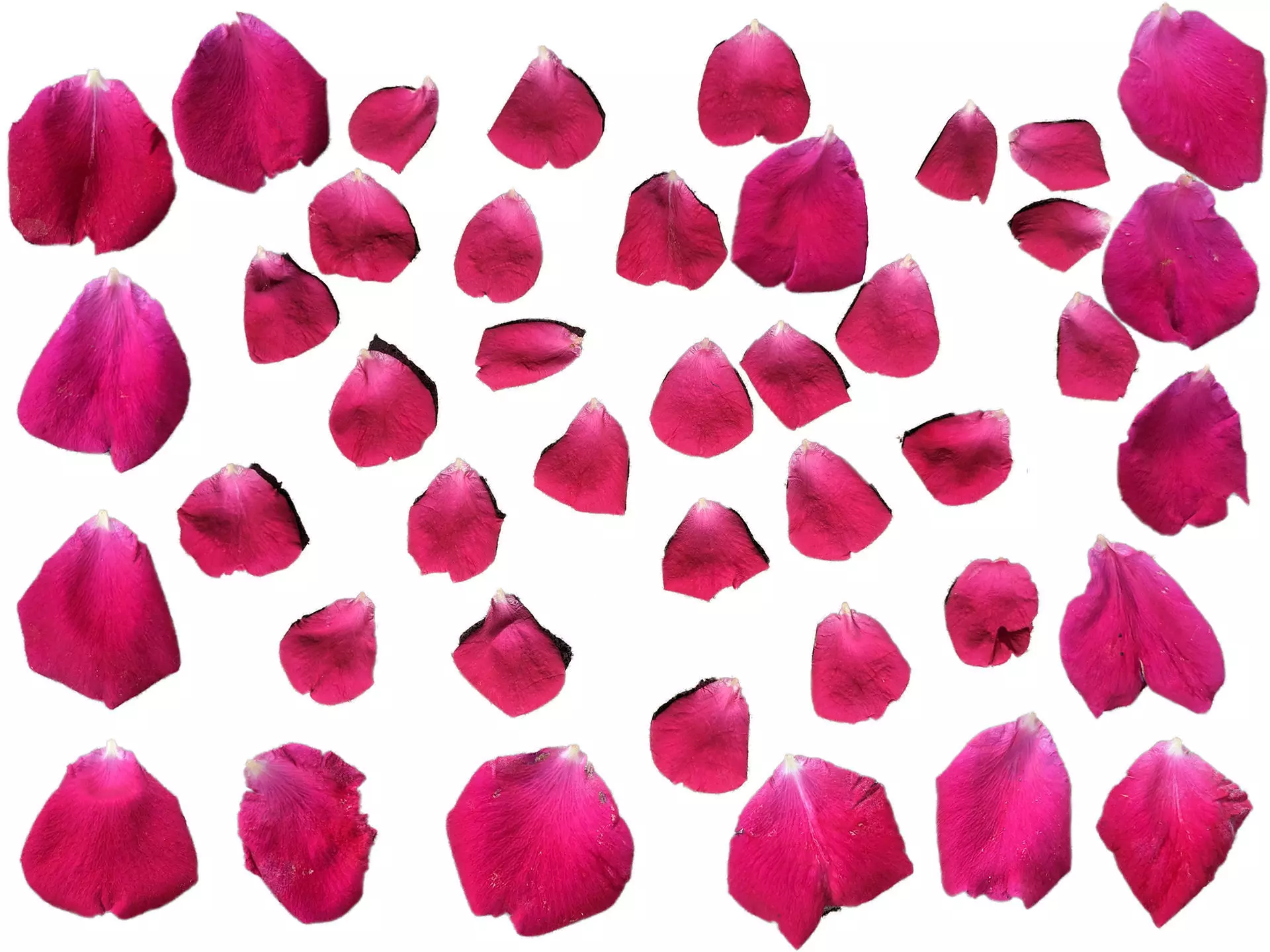 Rose Petals 3D model_0