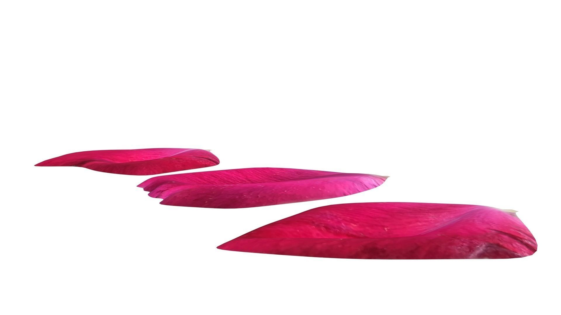 Rose Petals 3D model_10