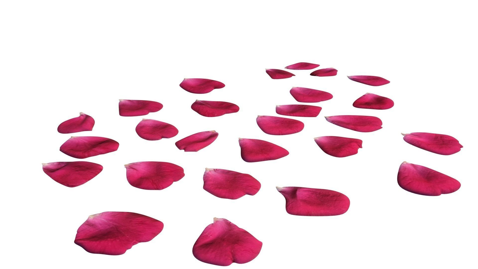 Rose Petals 3D model_4