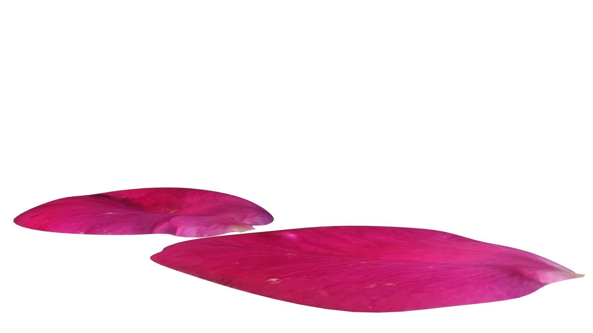 Rose Petals 3D model_12