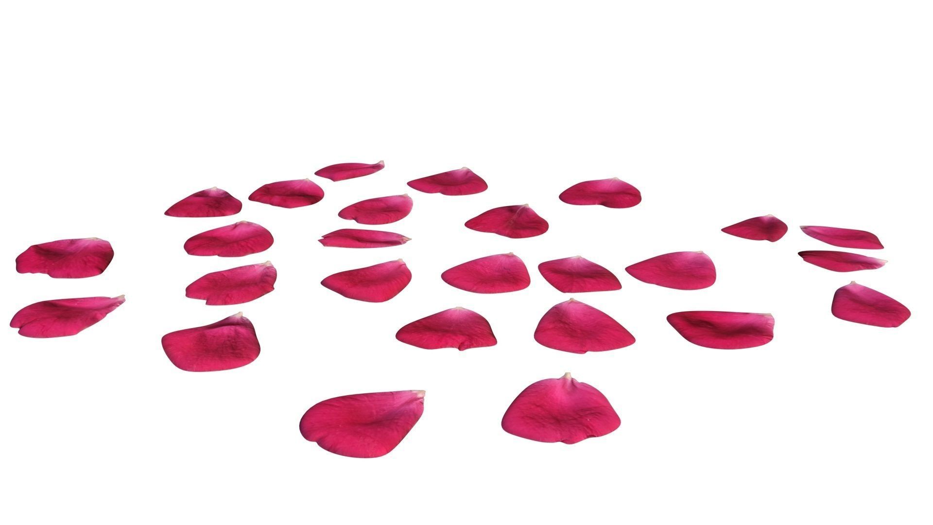 Rose Petals 3D model_5