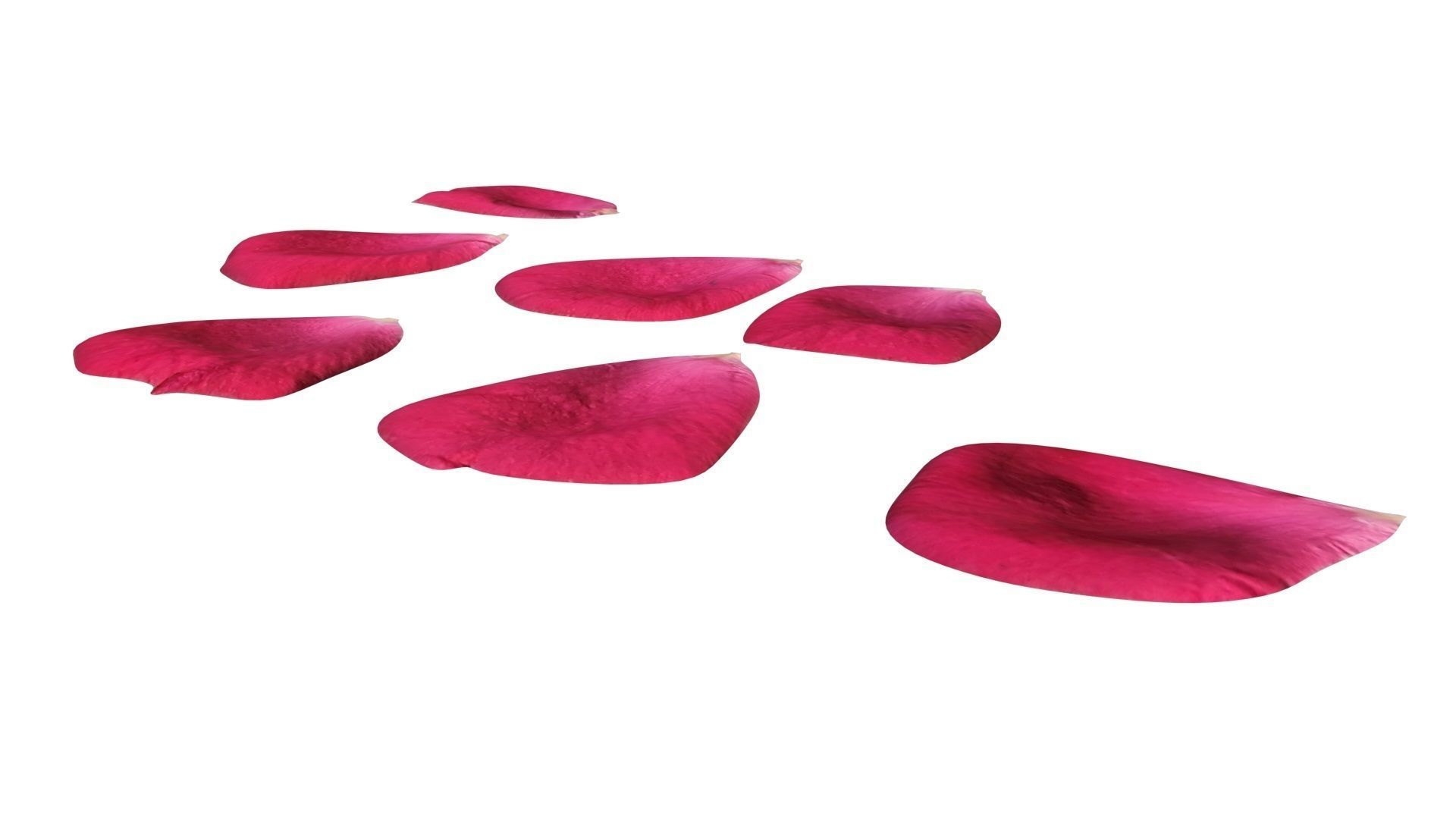 Rose Petals 3D model_11