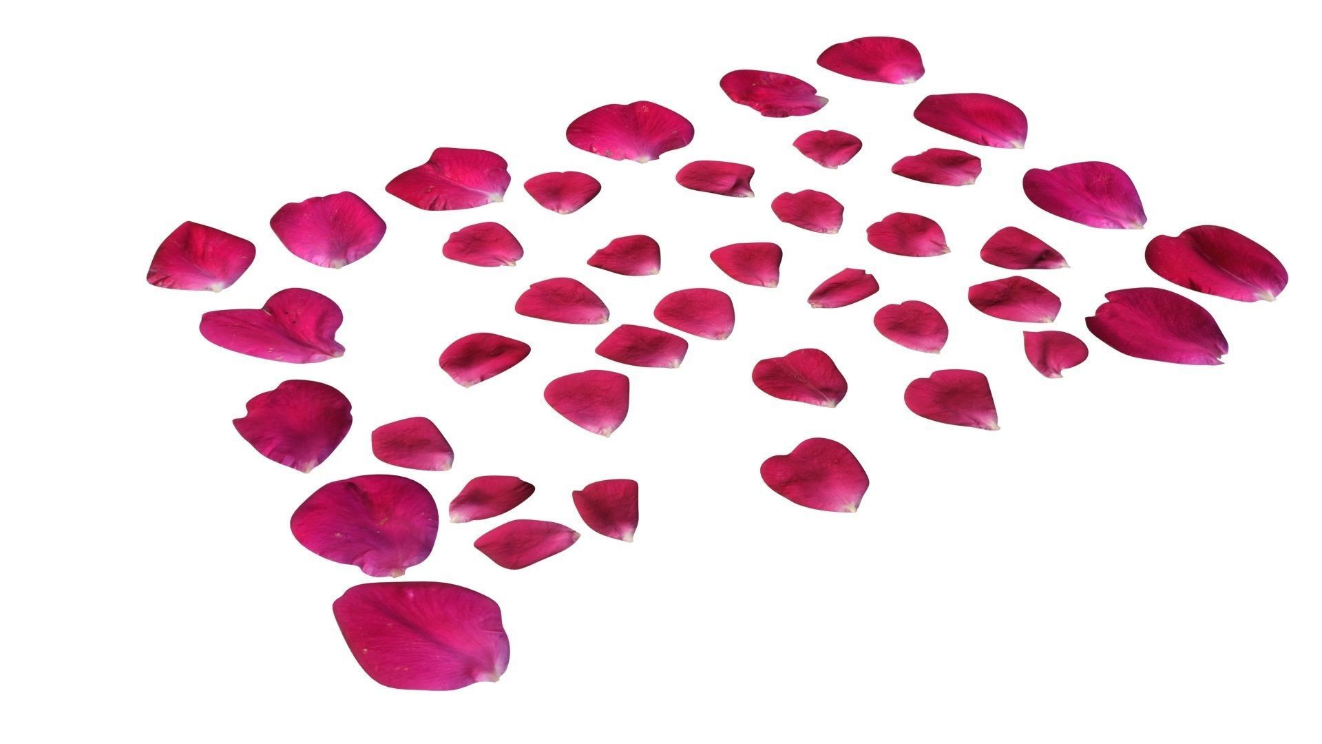 Rose Petals 3D model_9