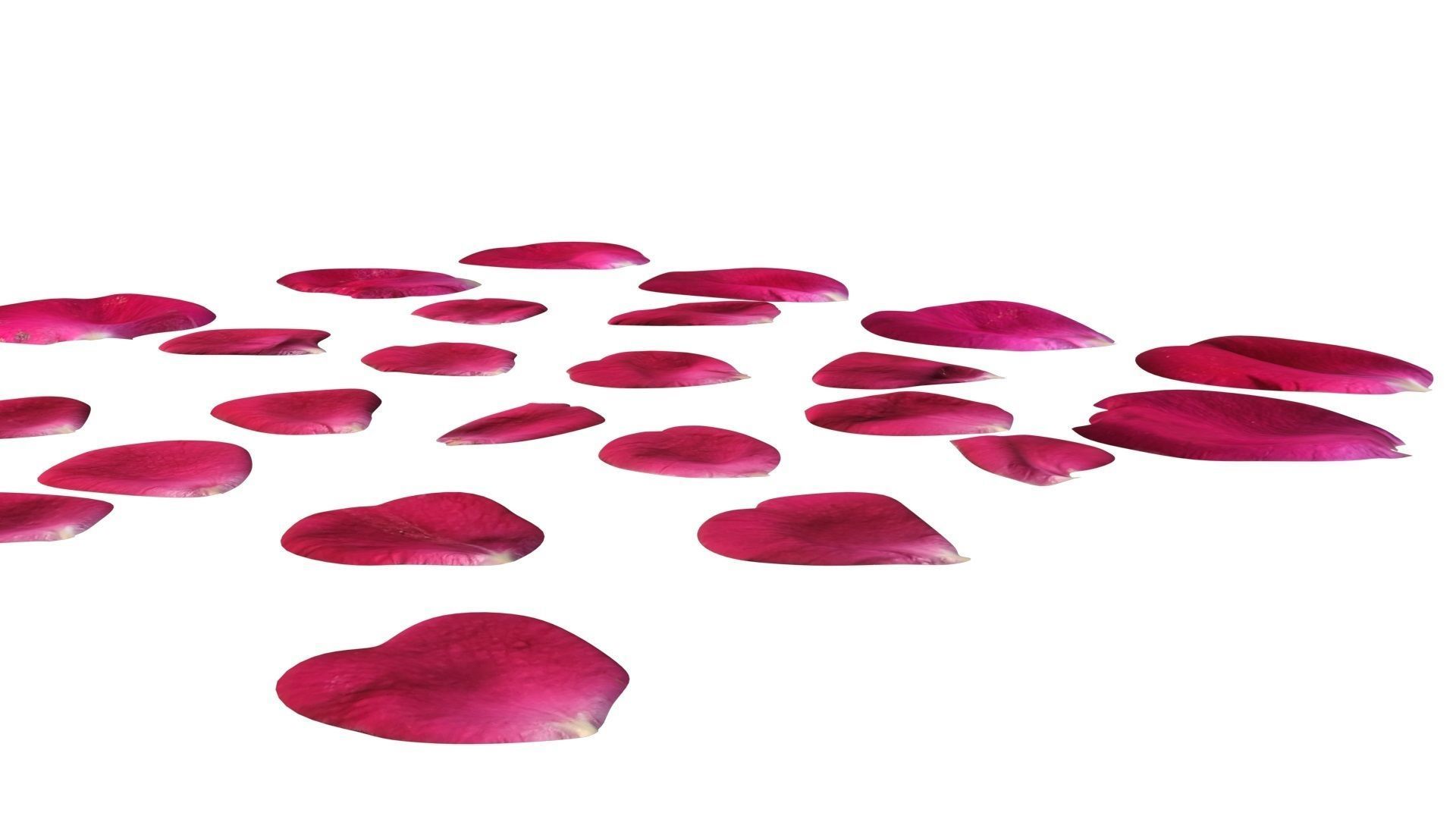Rose Petals 3D model_13