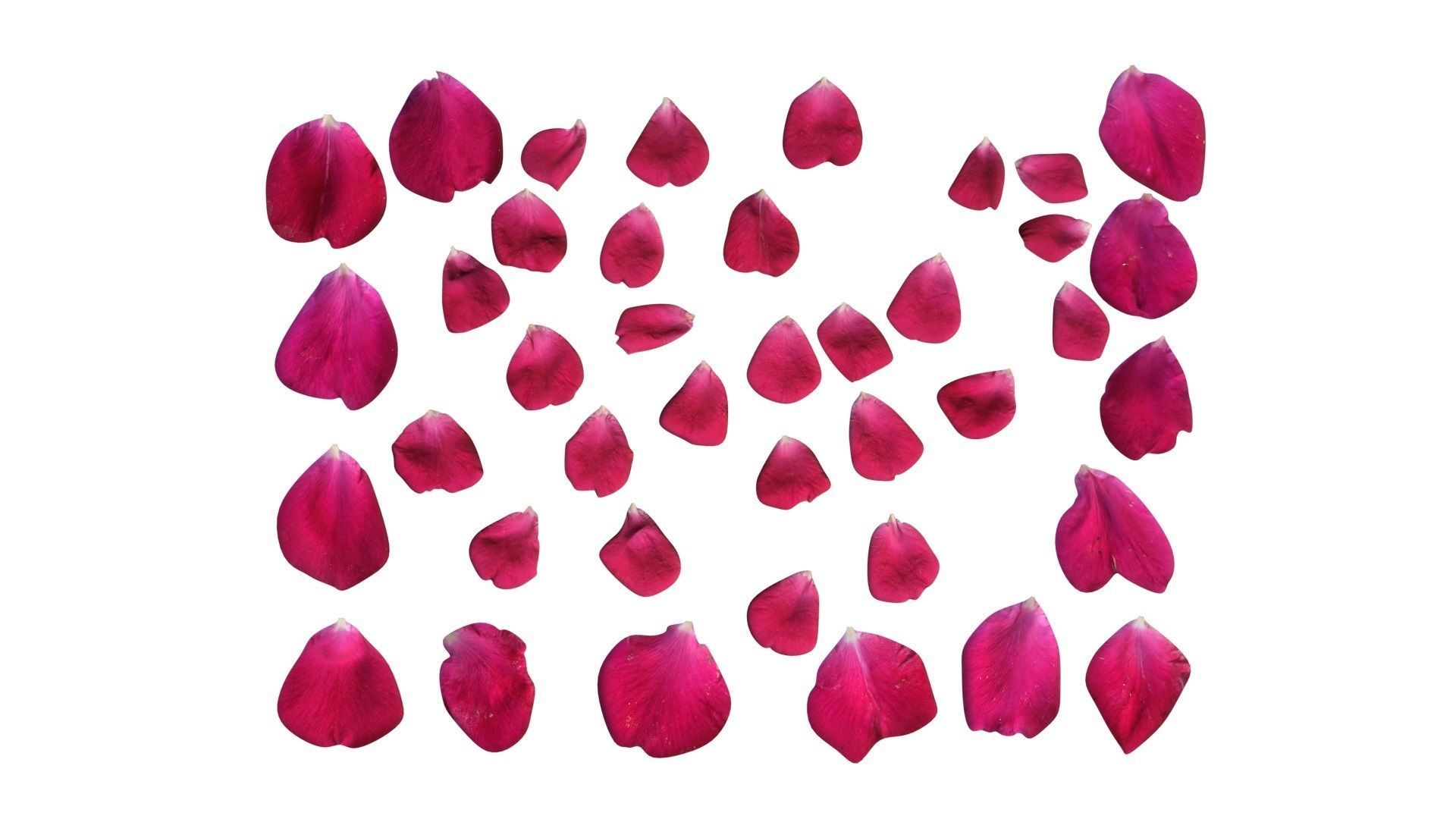 Rose Petals 3D model_2