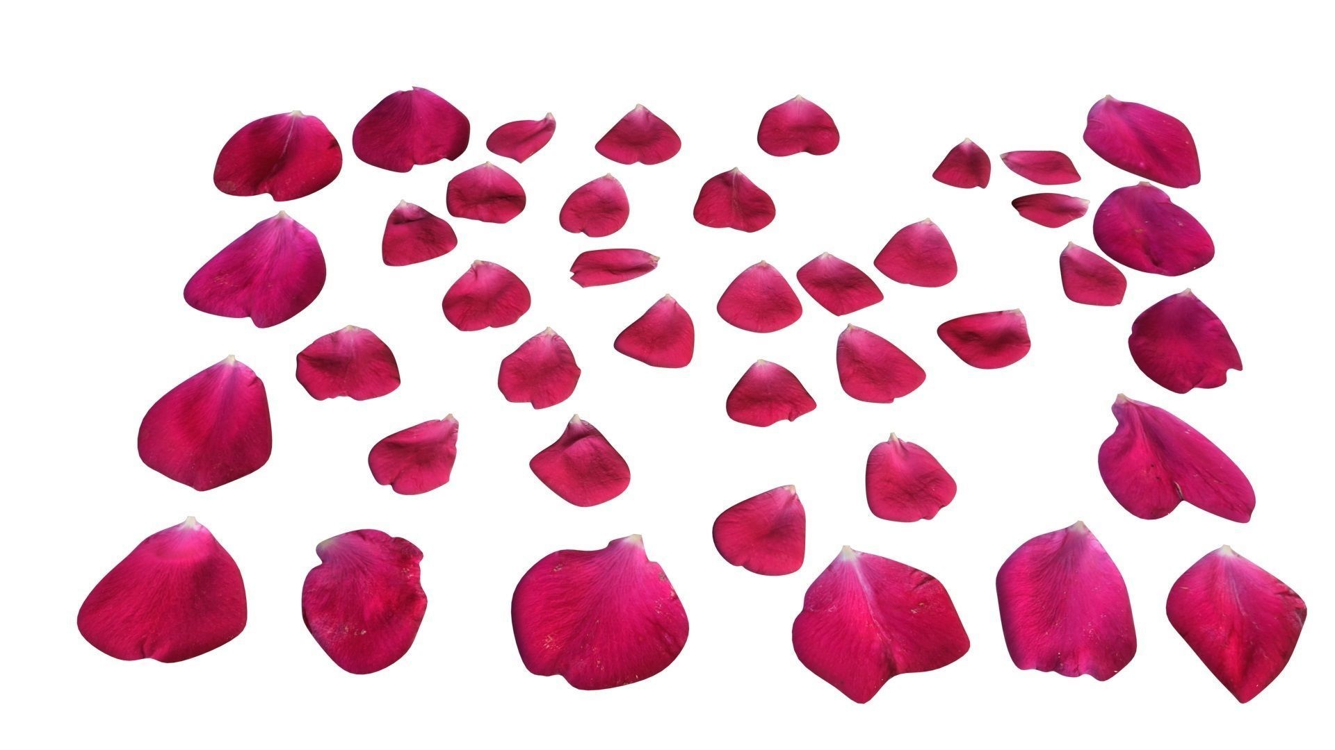 Rose Petals 3D model_1